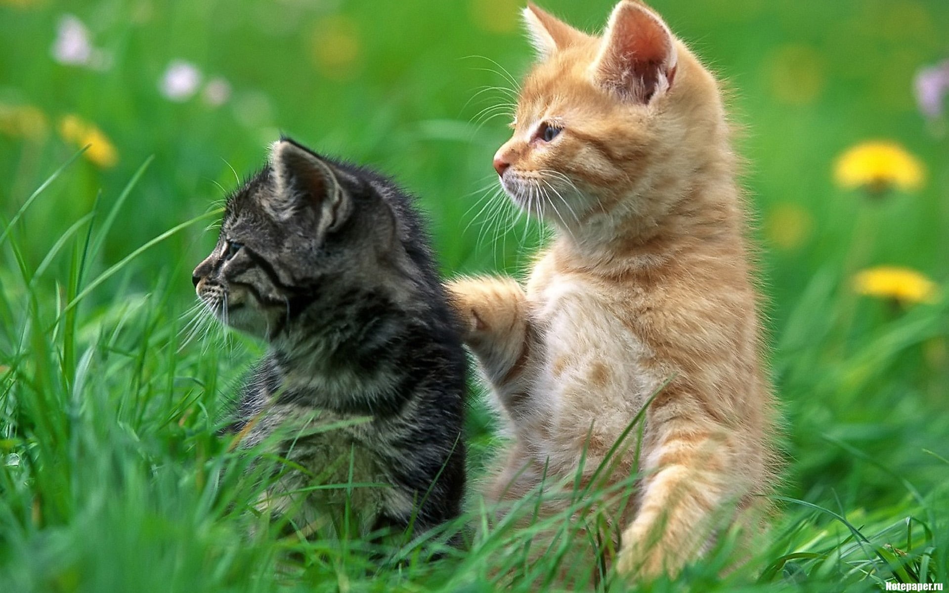 grass, 1080P, kittens, cat, HD Wallpaper