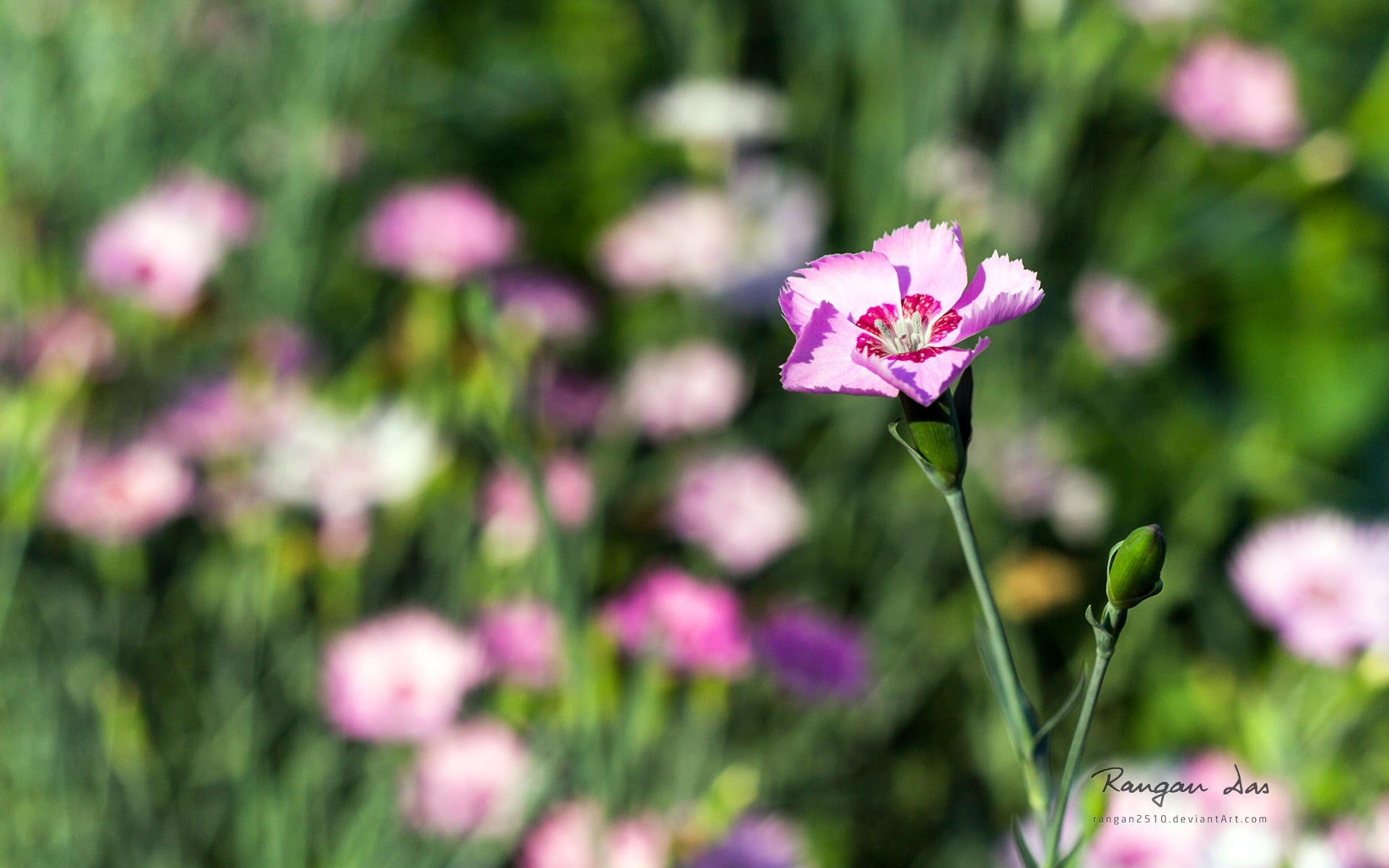 close-up, vulnerability, fragility, day, windows, flower, glimpse, hd, plant stem, 1080P, green color, freshness, theme, petal, springtime, HD Wallpaper