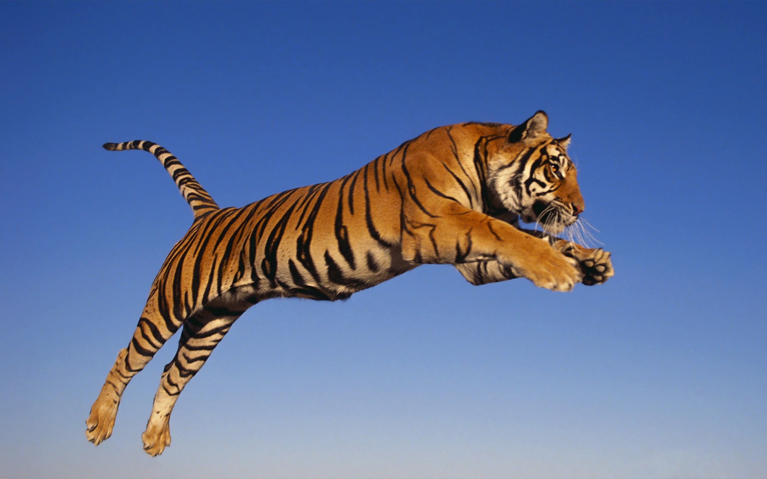 safari, animal, adult, big Cat, india, asia, wildlife, no people, tigris River, carnivore, blue, danger, safari Animals, feline, jump, outdoors, clear sky, HD Wallpaper