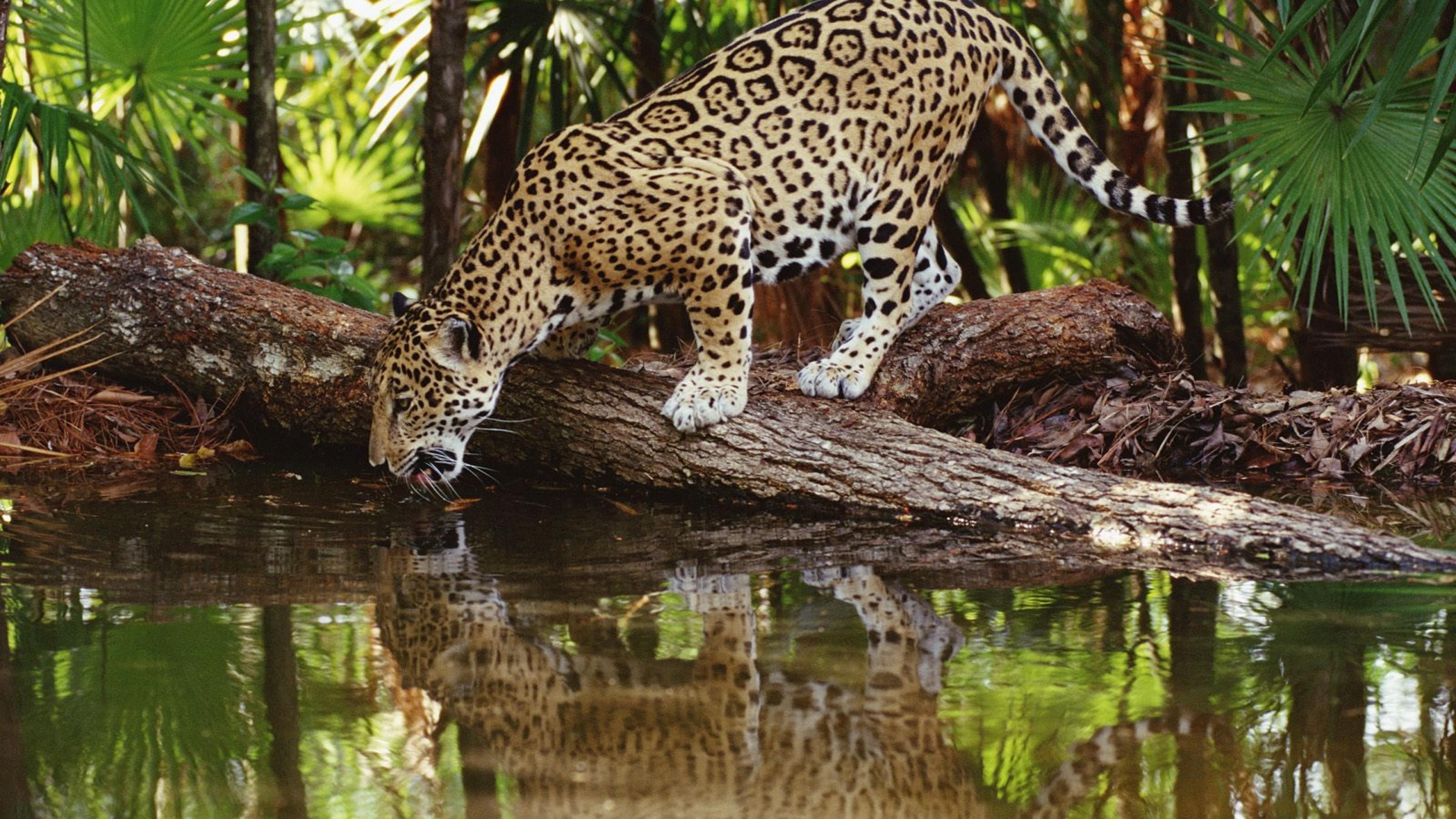 animal wildlife, animal, nature, animals, tree, day, big cat, animal themes, water, animals in the wild, vertebrate, 4K, one animal, cat, reflection, jaguars, HD Wallpaper