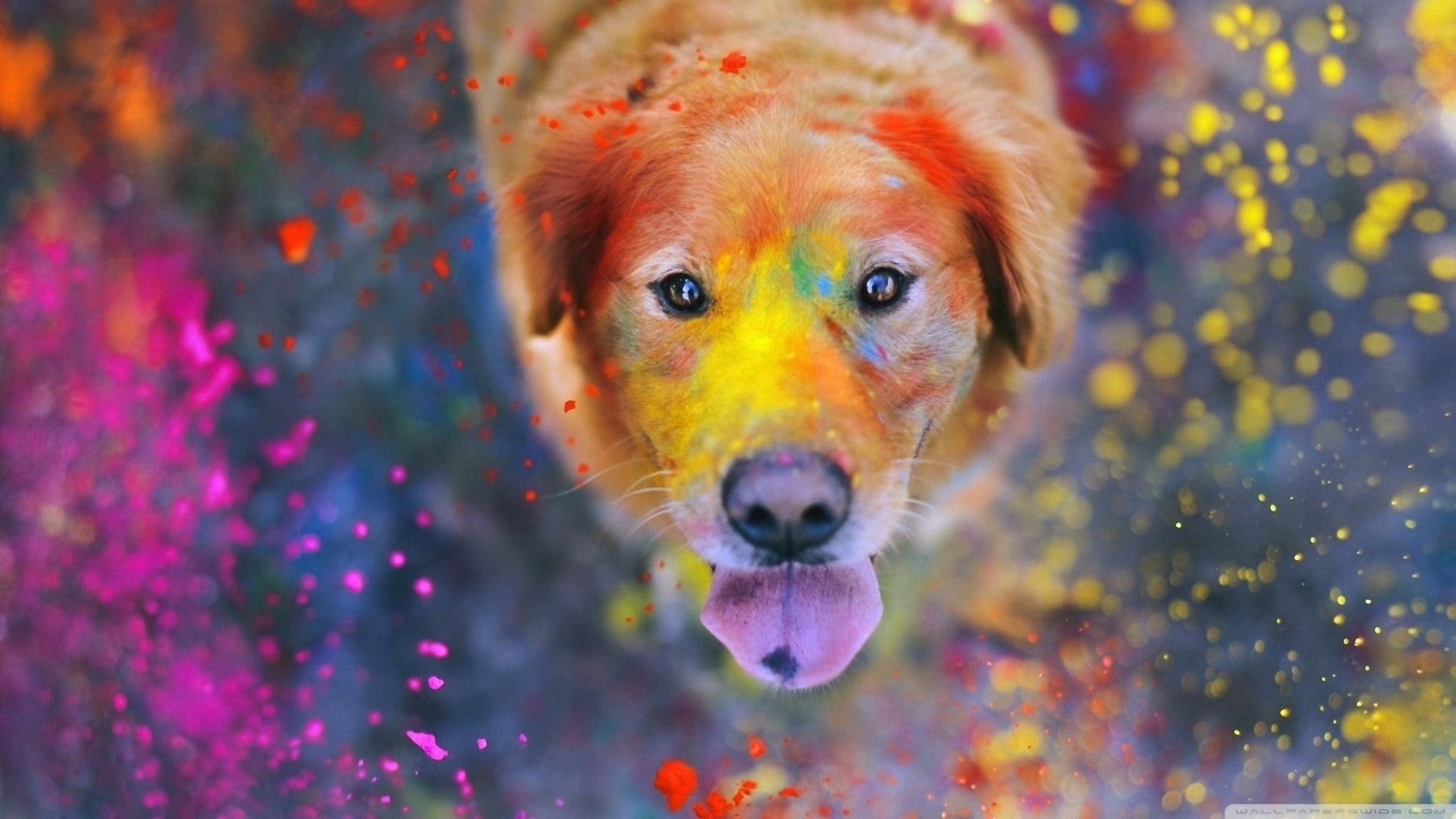 colorful, looking at camera, friendship, looking, portrait, paint splatter, vertebrate, nature, animals, backgrounds, young Animal, puppy, motion, multi colored, HD Wallpaper