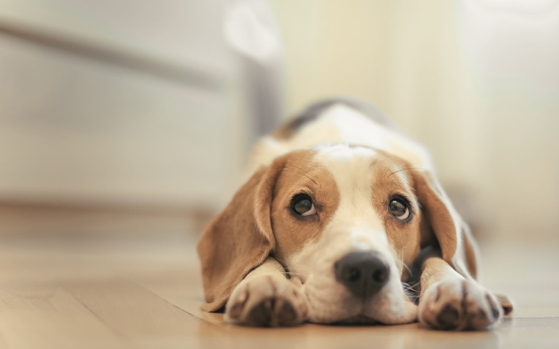 no people, portrait, canine, pets, animal, animal head, selective focus, flooring, adult, animals, one animal, focus on foreground, vertebrate, relaxation, HD Wallpaper