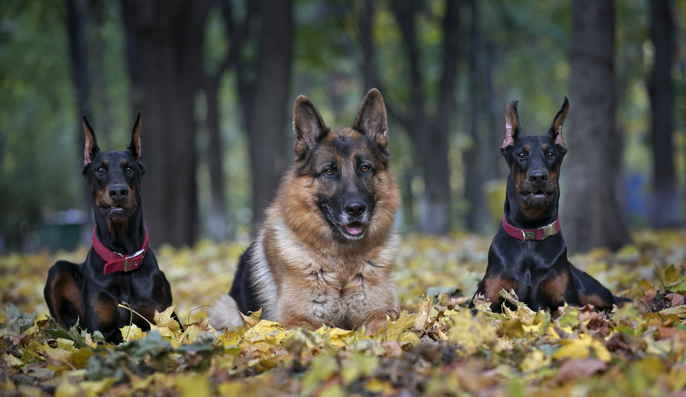 cute, nature, tree, hound, outdoors, friendship, domestic Animals, plant, guard Dog, alertness, 2K, domestic, two, german, animal themes, animal Ear, selective focus, HD Wallpaper