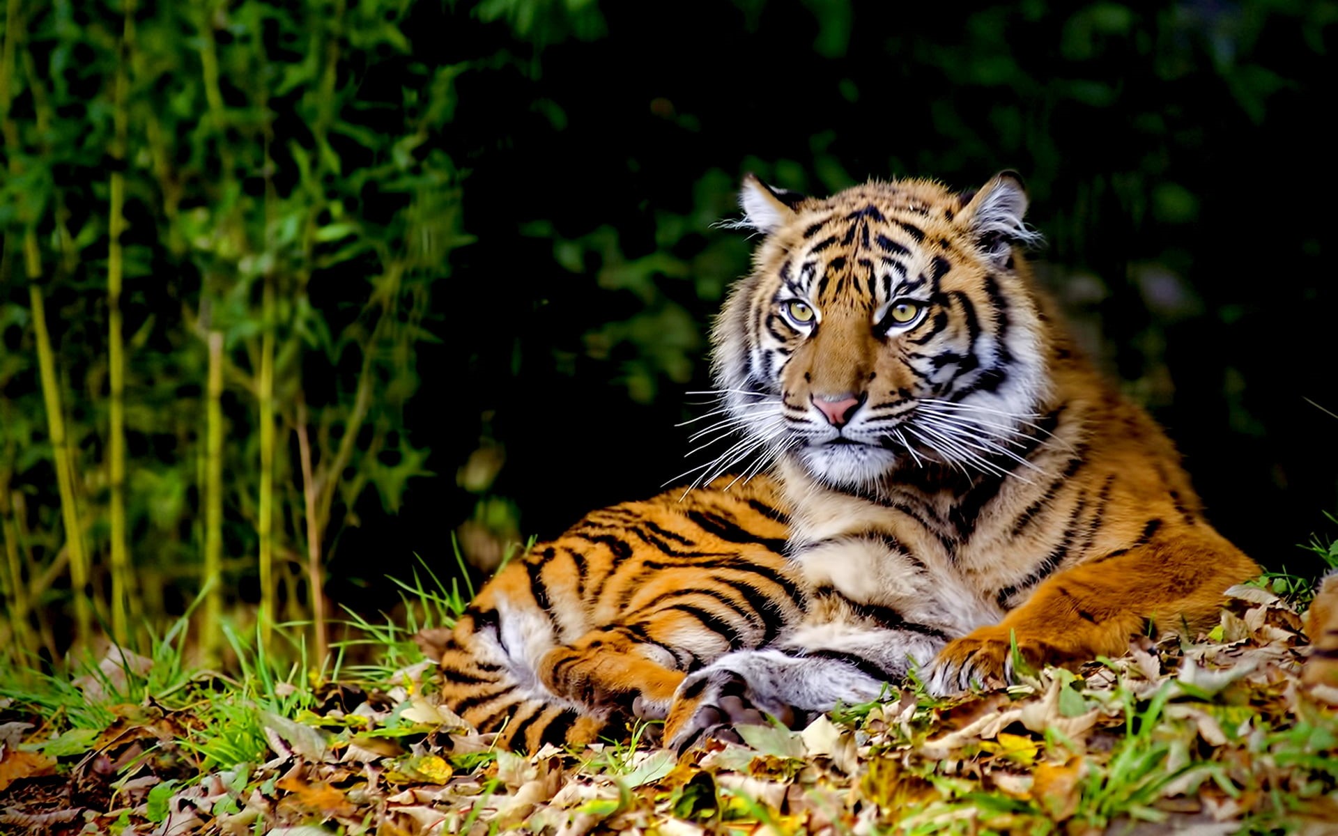 animal themes, big cats, brown, one animal, big cat, outdoors, animal markings, animals in the wild, selective focus, mammal, animal, land, animals, cat, HD Wallpaper