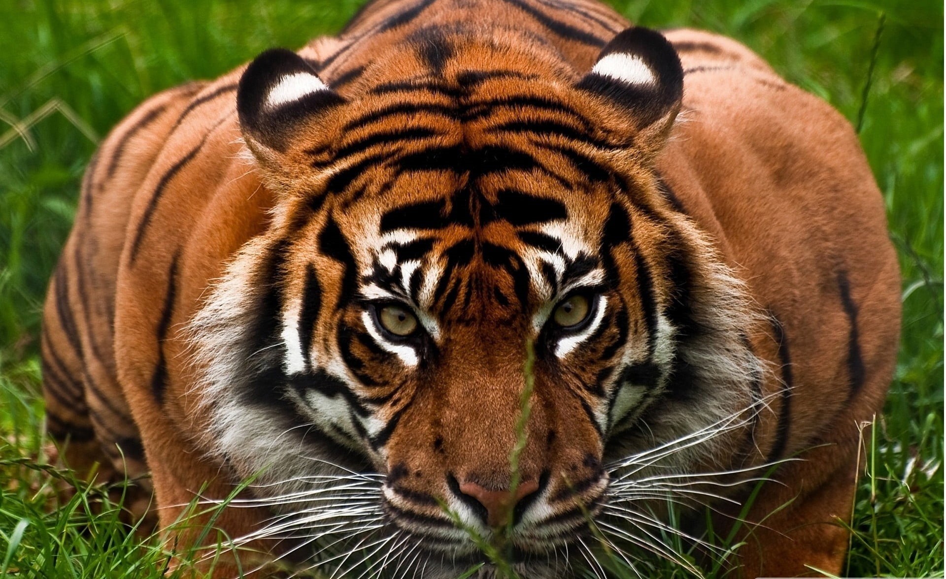 portrait, animal wildlife, adult, looking at camera, big cat, nature, outdoors, feline, animal themes, cat, tiger, plant, whisker, striped, 1080P, close-up, HD Wallpaper