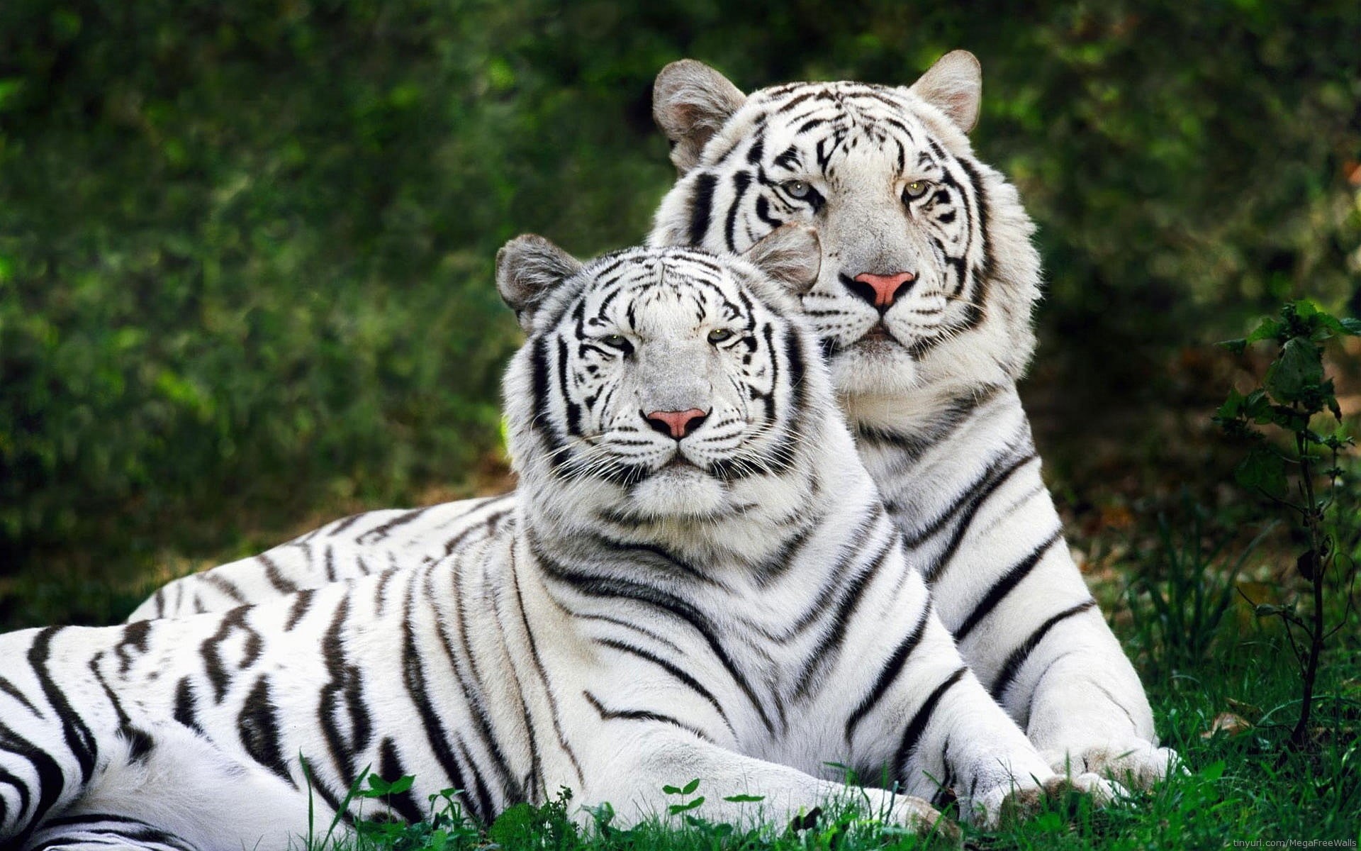 focus on foreground, striped, white tiger, group of animals, black, feline, animal wildlife, grass, animals, carnivora, animal themes, plush, whisker, plant, HD Wallpaper