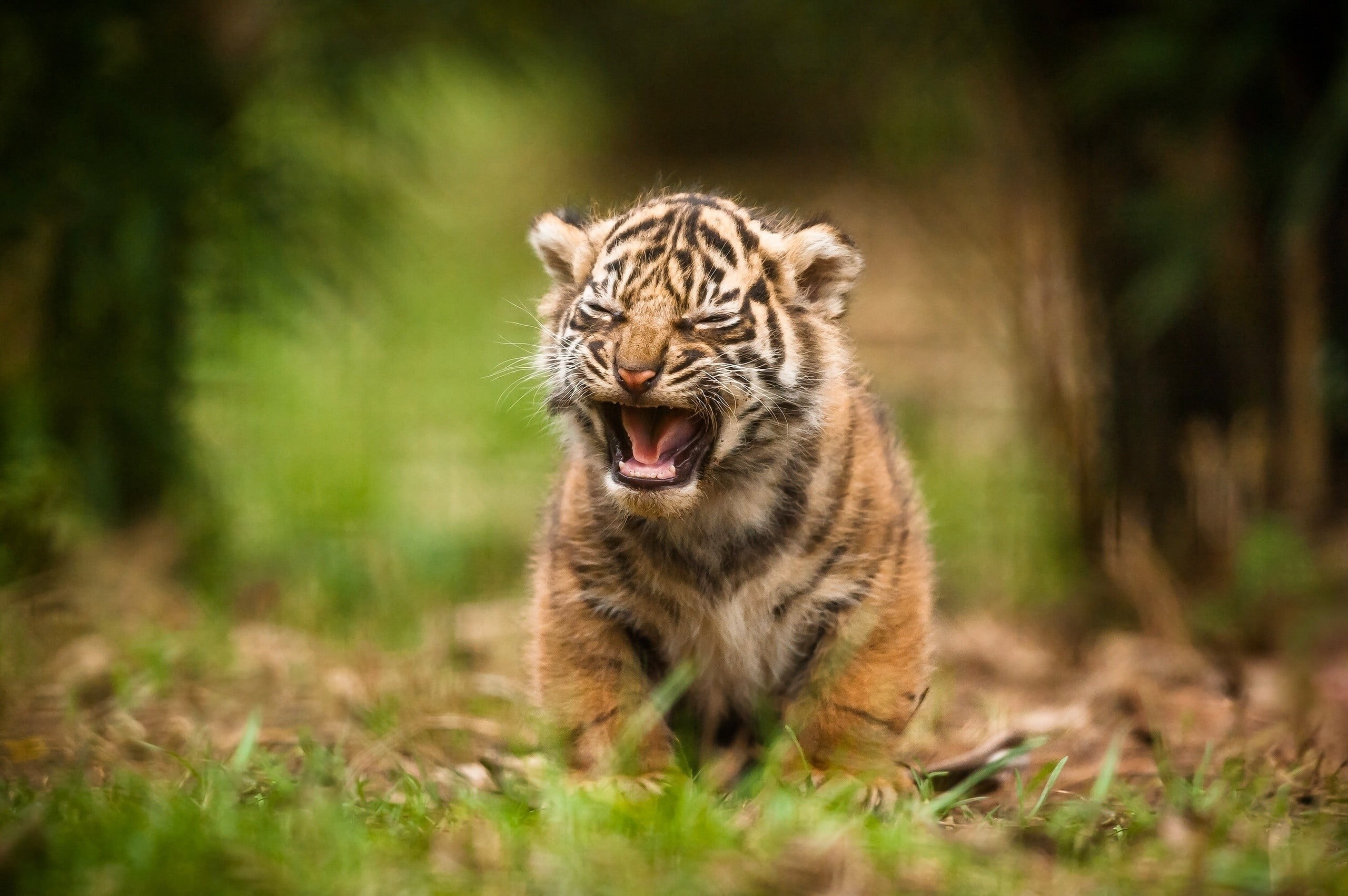 black, animal mouth, animal teeth, mammal, day, roaring, snarling, tiger, brown, one animal, animals, animal wildlife, mouth, animals in the wild, feline, HD Wallpaper