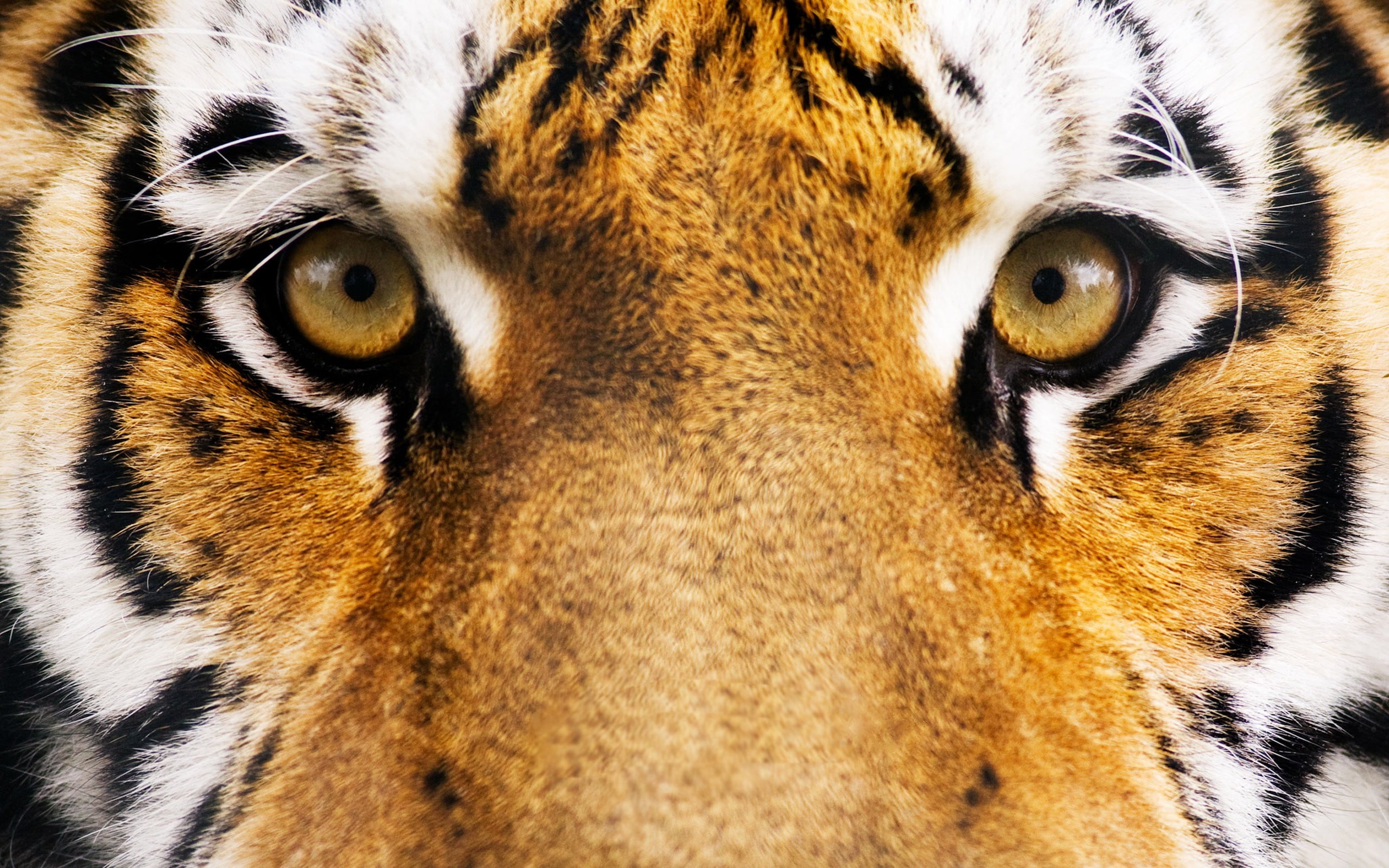 cat, striped, animals in the wild, portrait, animal head, animal body part, animals, animal, close-up, feline, mammal, animal eye, tiger, aggression, whisker, HD Wallpaper