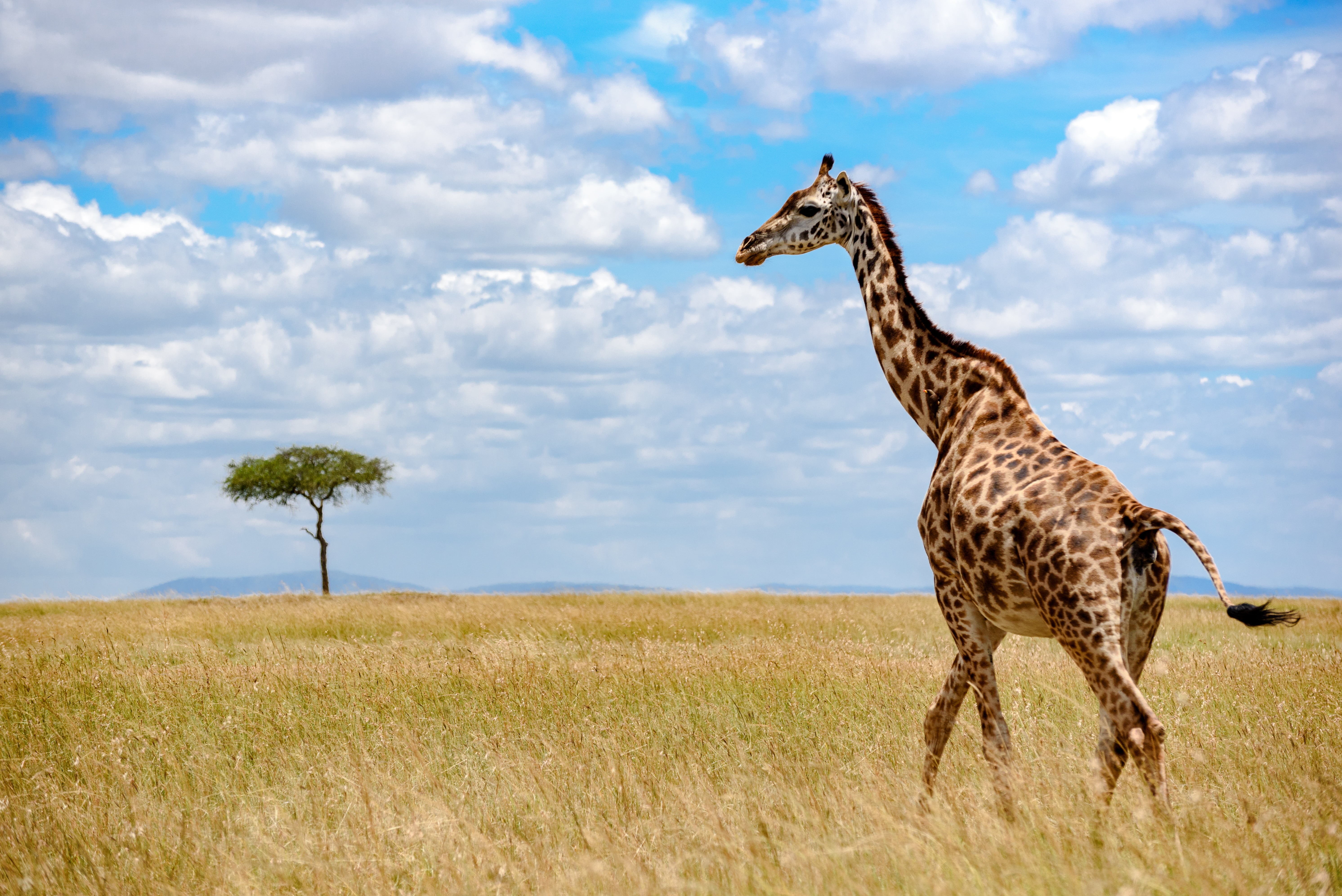 Grass, Giraffe, serengeti National Park, Travel, Maasai Mara, kenya, sky, 5K, Plains, safari, animals In The Wild, Narok, Jungle, nature, white, Camp, HD Wallpaper