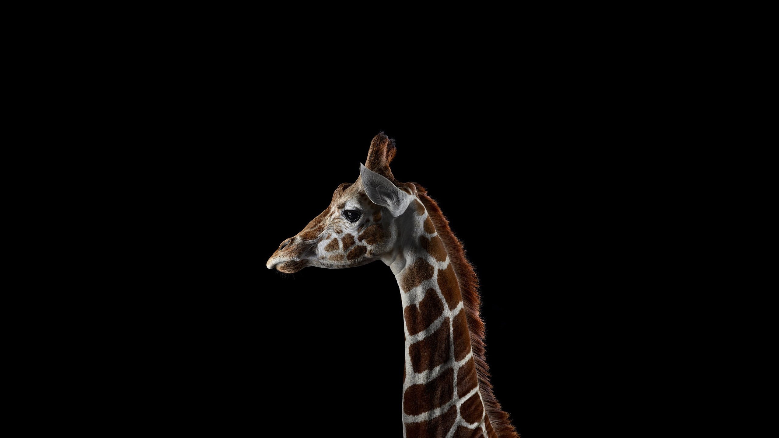profile view, mammal, giraffes, close-up, indoors, no people, animals in captivity, simple background, herbivorous, animal wildlife, 2K, mammals, copy space, HD Wallpaper