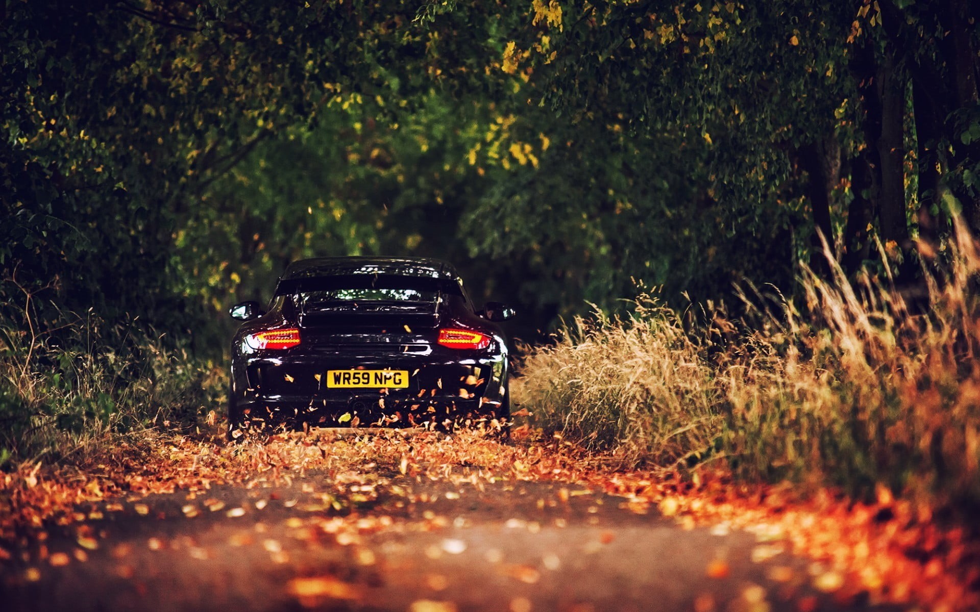 tree, Porsche, nature, day, mode of transportation, no people, coupe, transportation, land vehicle, land, selective focus, road trip, car, outdoors, road, HD Wallpaper