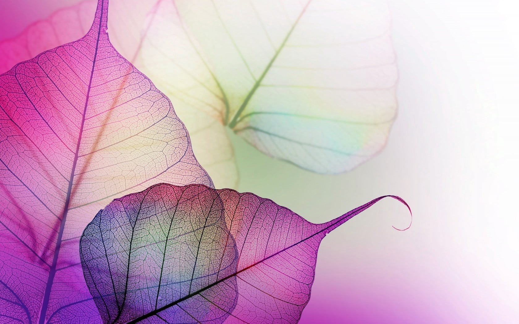 plant part, leaf, transparent, colors, no people, mauve, summer, branch, purple, digital, textured, 720P, veins, decoration, design, natural condition, HD Wallpaper