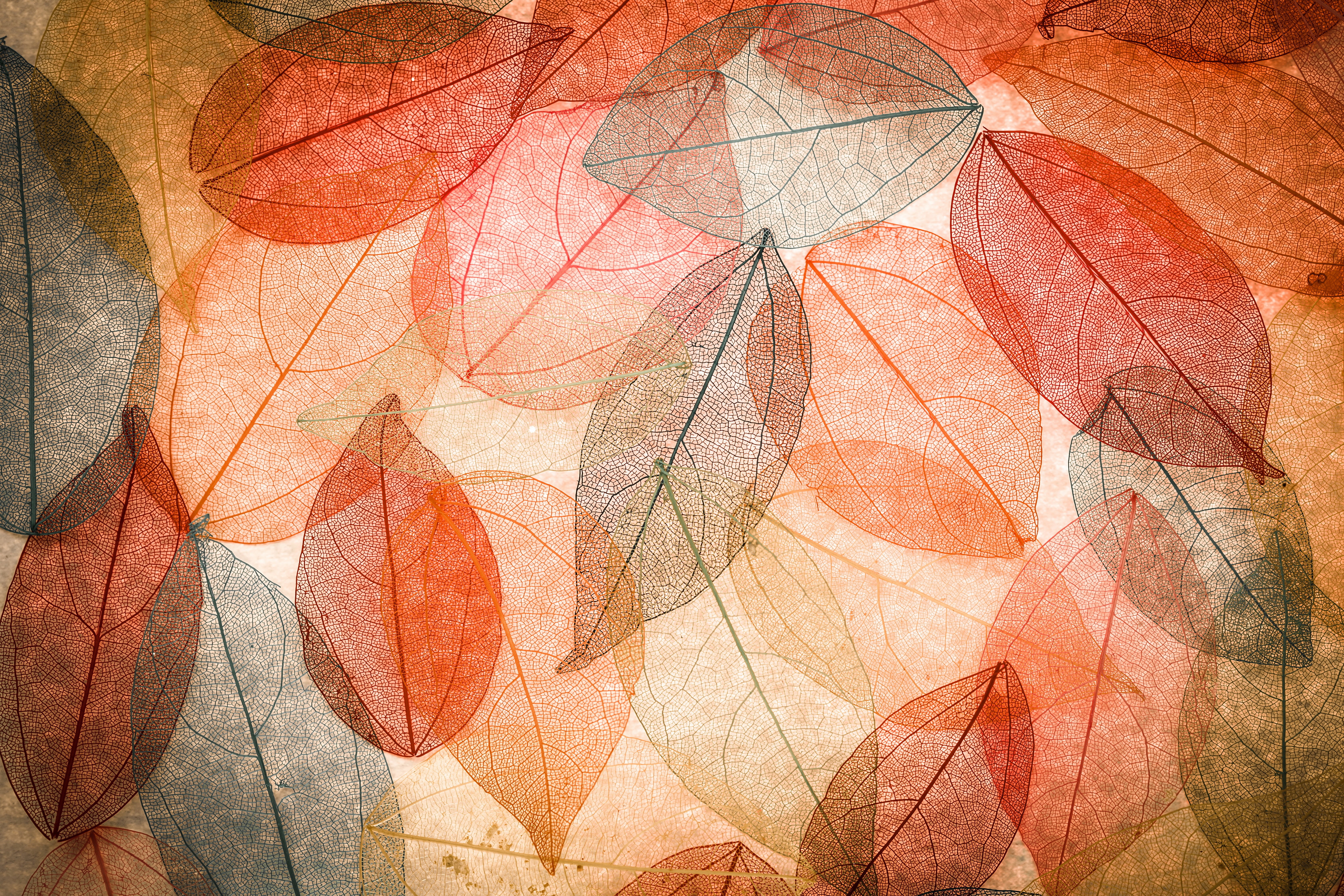 close-up, old, 5K, creativity, textured effect, colorful, transparent, abstract, autumn, multi colored, no people, orange, plant part, art and craft, HD Wallpaper