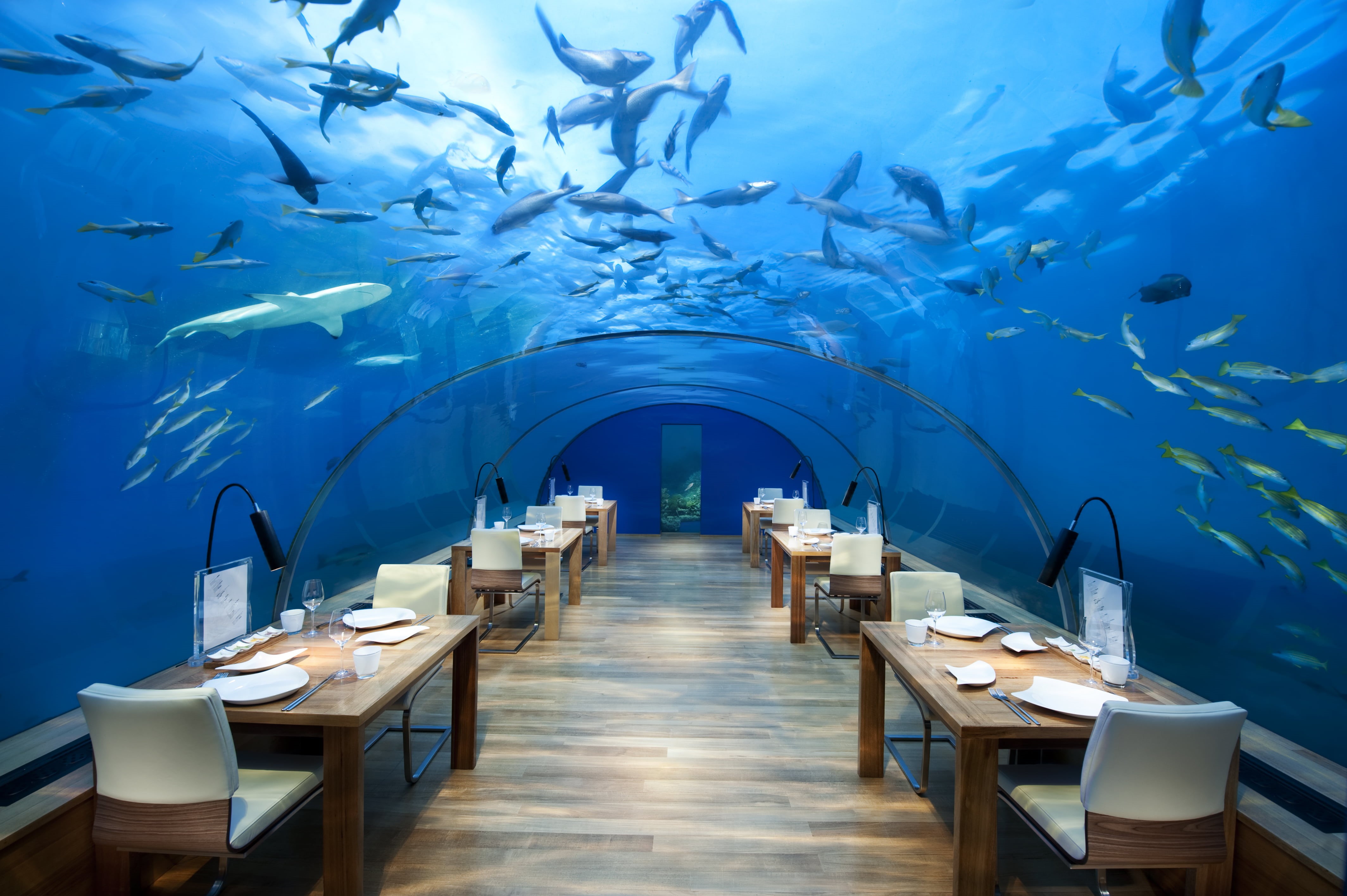 shark, transparency, rectangular, Maldives, dishes, sea, large group of animals, wooden, no people, animal themes, six, set, glass, lamp, arch, marine, HD Wallpaper