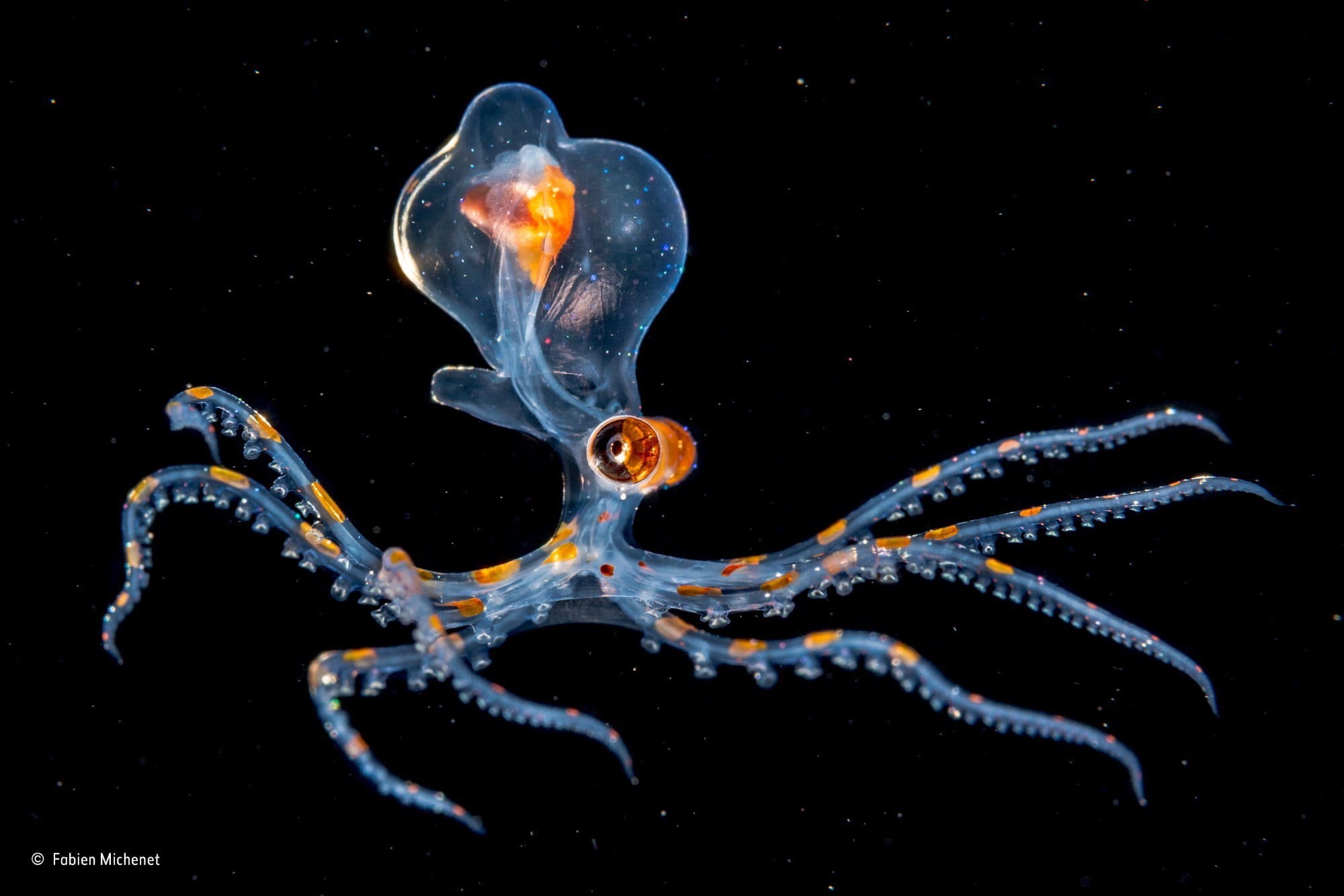 contests, orange, jellyfish, tentacles, sea, winner, animal wildlife, invertebrate, nature, photography, blue, animal themes, group of animals, aquarium, HD Wallpaper