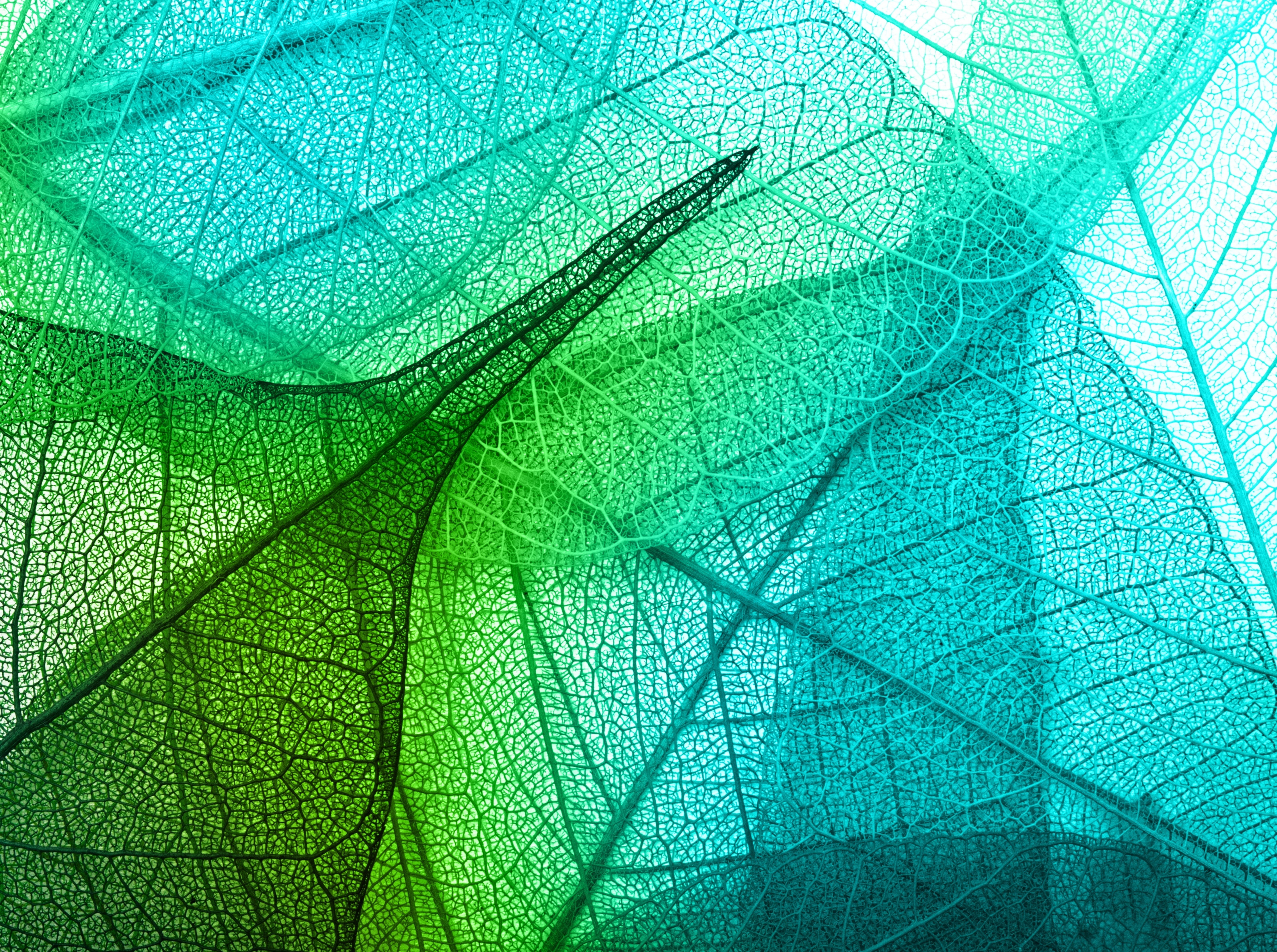 Transparent, nature, Cyan, day, plant part, 5K, pattern, Aero, growth, blue, leaf vein, green color, beauty in nature, Green, textured, leaf, HD Wallpaper