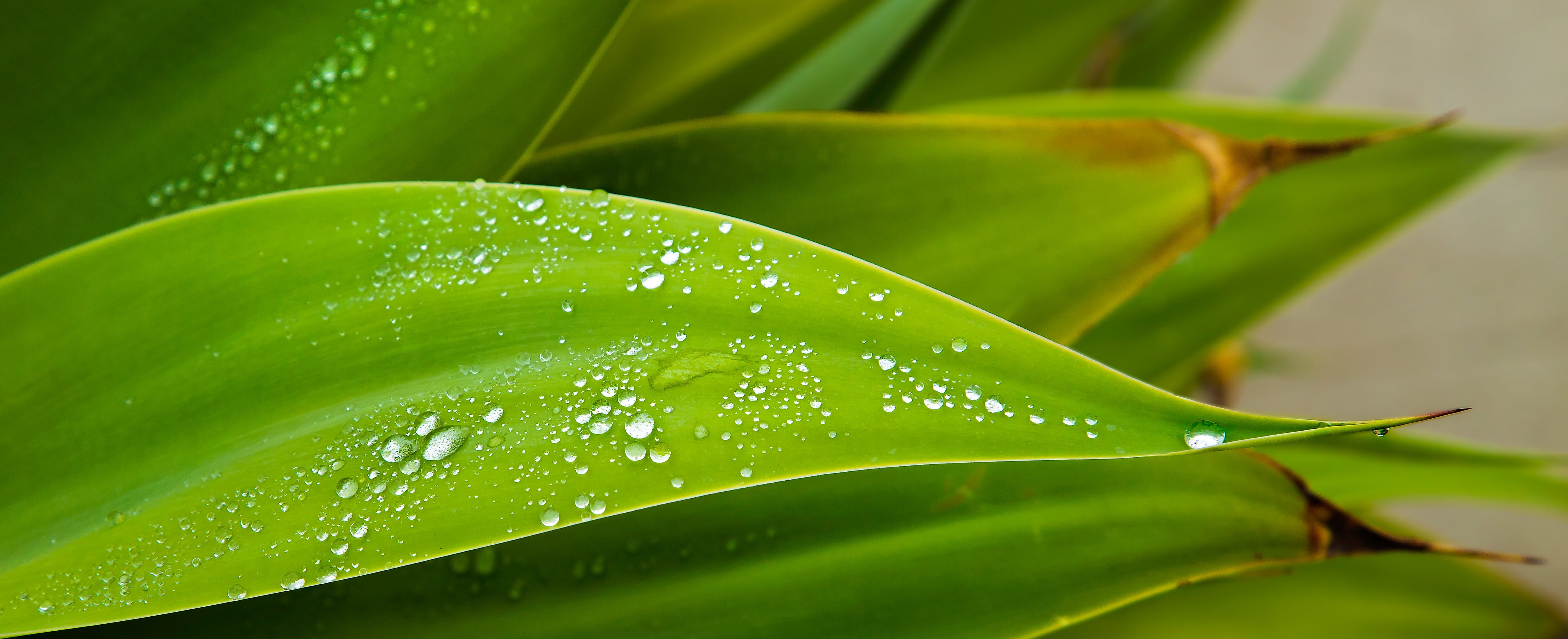 drops, freshness, green  leaves, 4K, droplets, close-up, jpg, green Color, plant, green leaves, backgrounds, nature, botany, leaves, curve, rain  water, HD Wallpaper