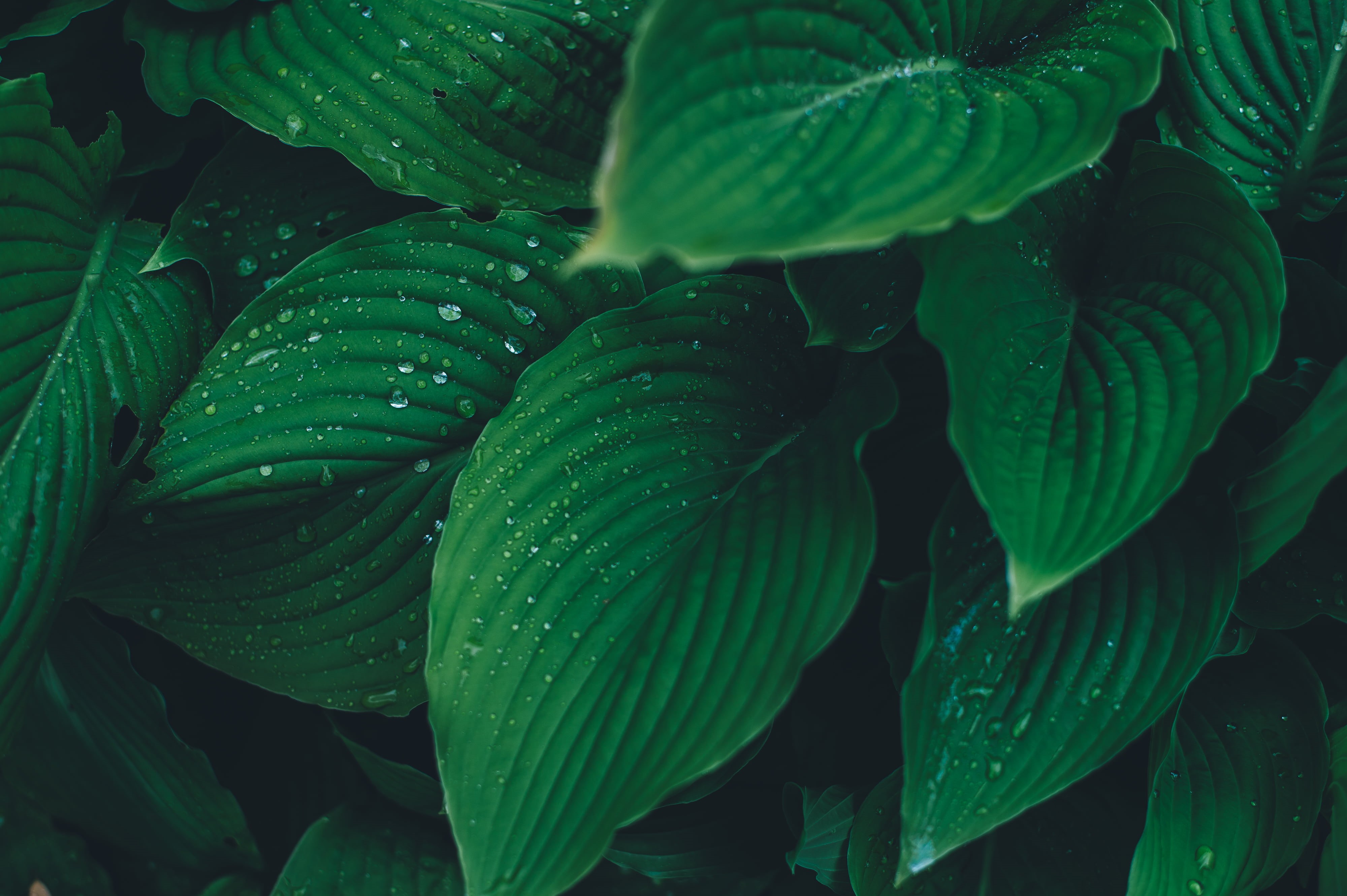 backgrounds, freshness, growth, fragility, plant, no people, dew, day, raindrop, summer, 4K, close-up, leaves, water, green color, nature, wet, beauty in nature, HD Wallpaper