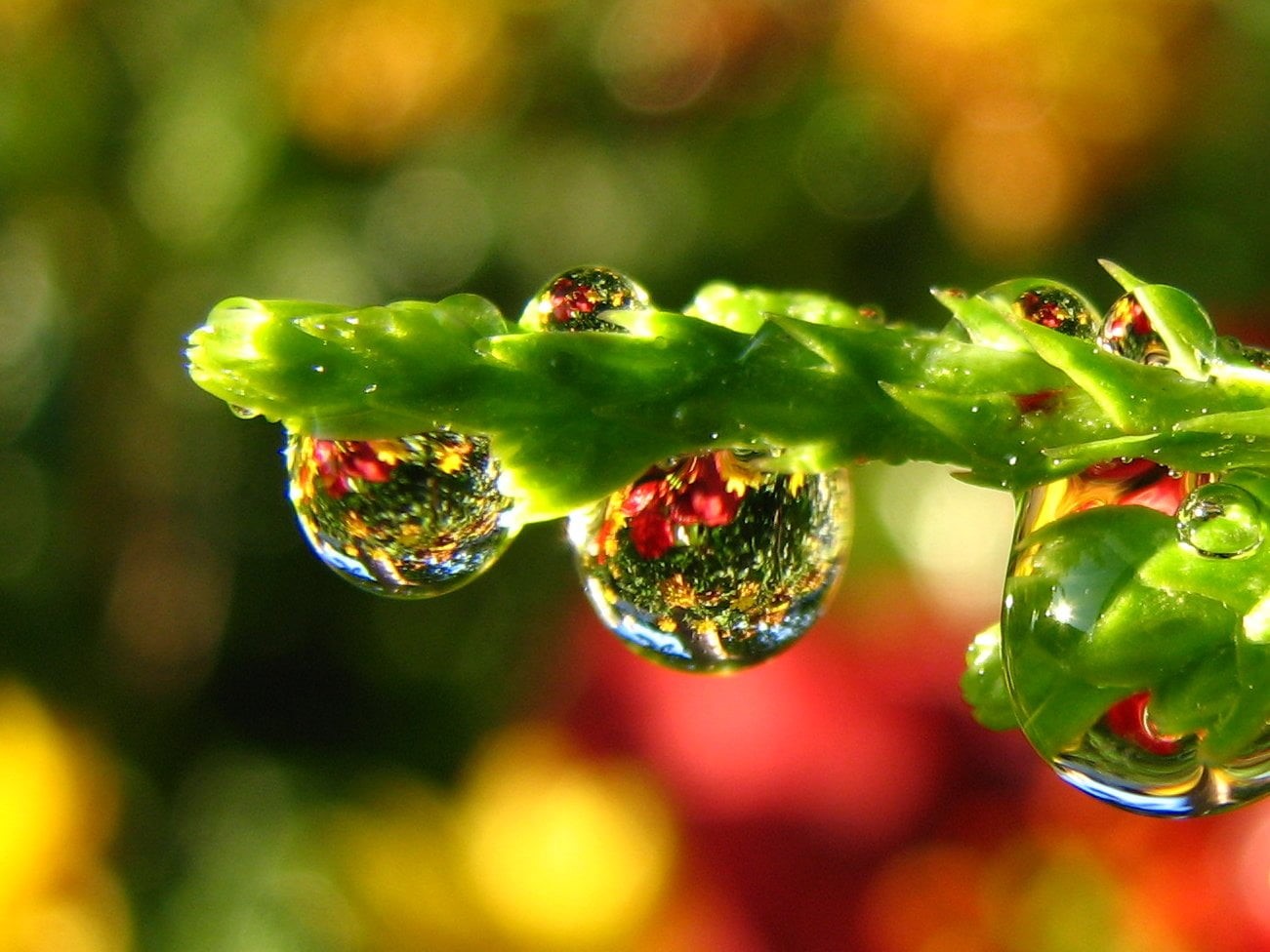sun, freshness, plant, 720P, close-up, green Color, bokeh, macro, macro photography, water  flower, raindrop, leaf, nature, colors, water, photography, HD Wallpaper