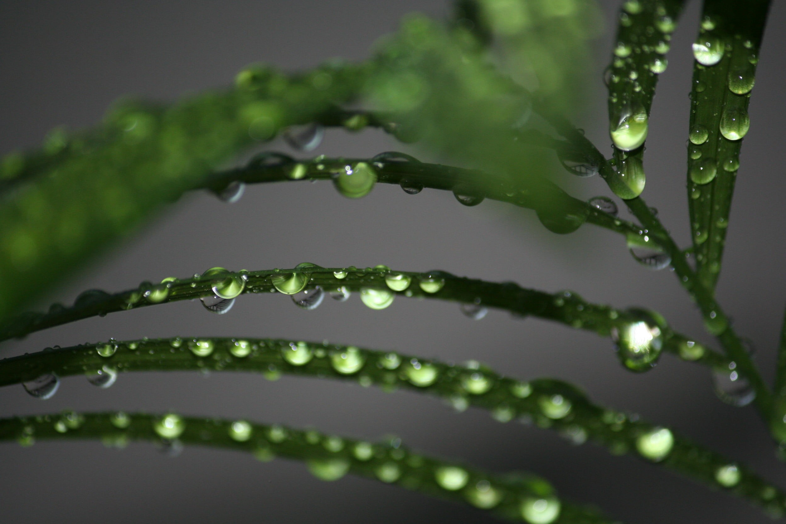 drop, raindrop, summer, freshness, macro, closeup, brown, backgrounds, green, wet, leaf, dew, rain, green Color, 1080P, green plant, nature, photography, HD Wallpaper
