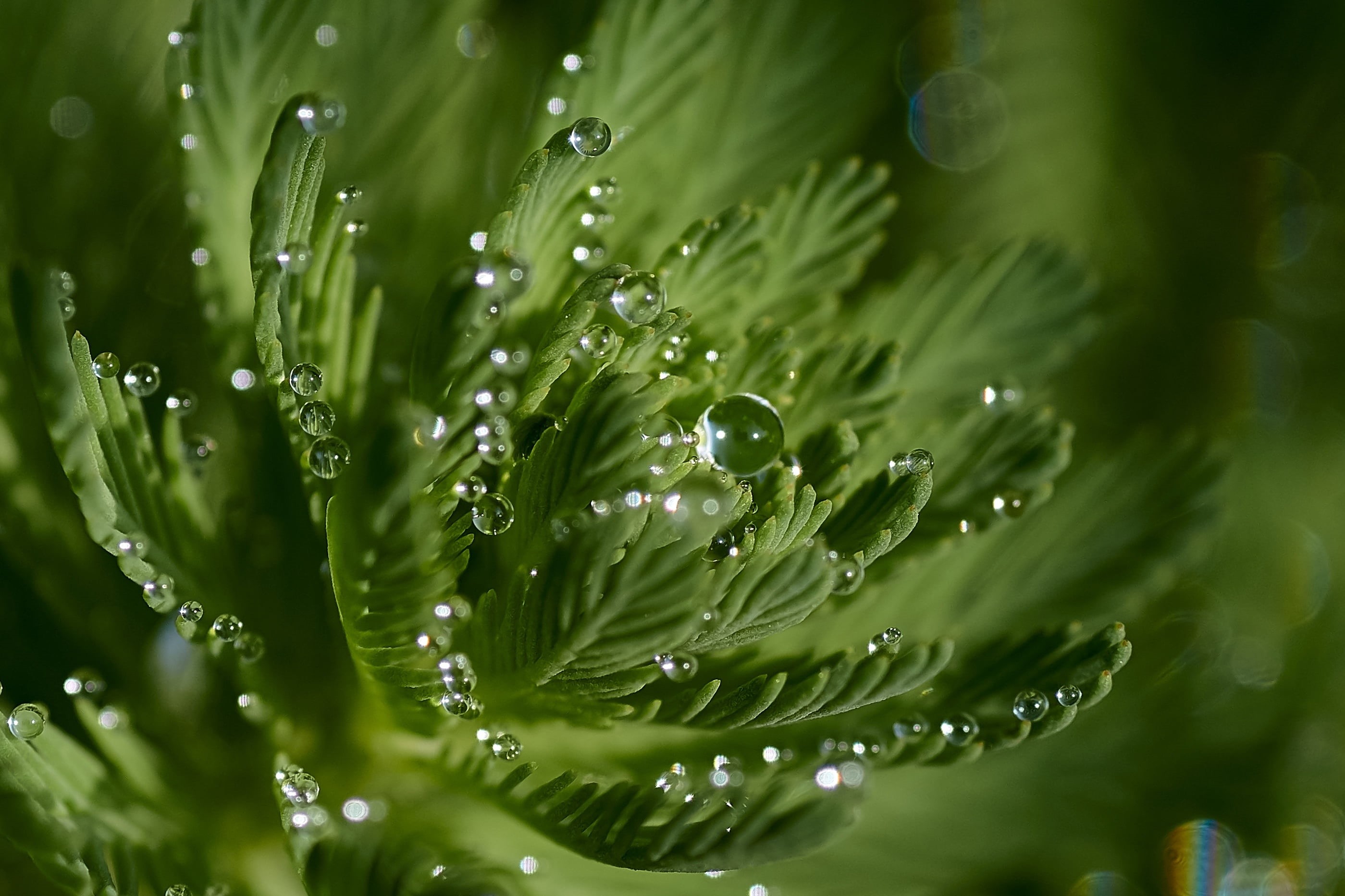 Tamron, Japan, green plant, Capture One, wet, dews, nature, raindrop, plant, Macro, photography, freshness, SLT-A57, HMM, Jike, close-up, 90mm, green, Morning light, HD Wallpaper