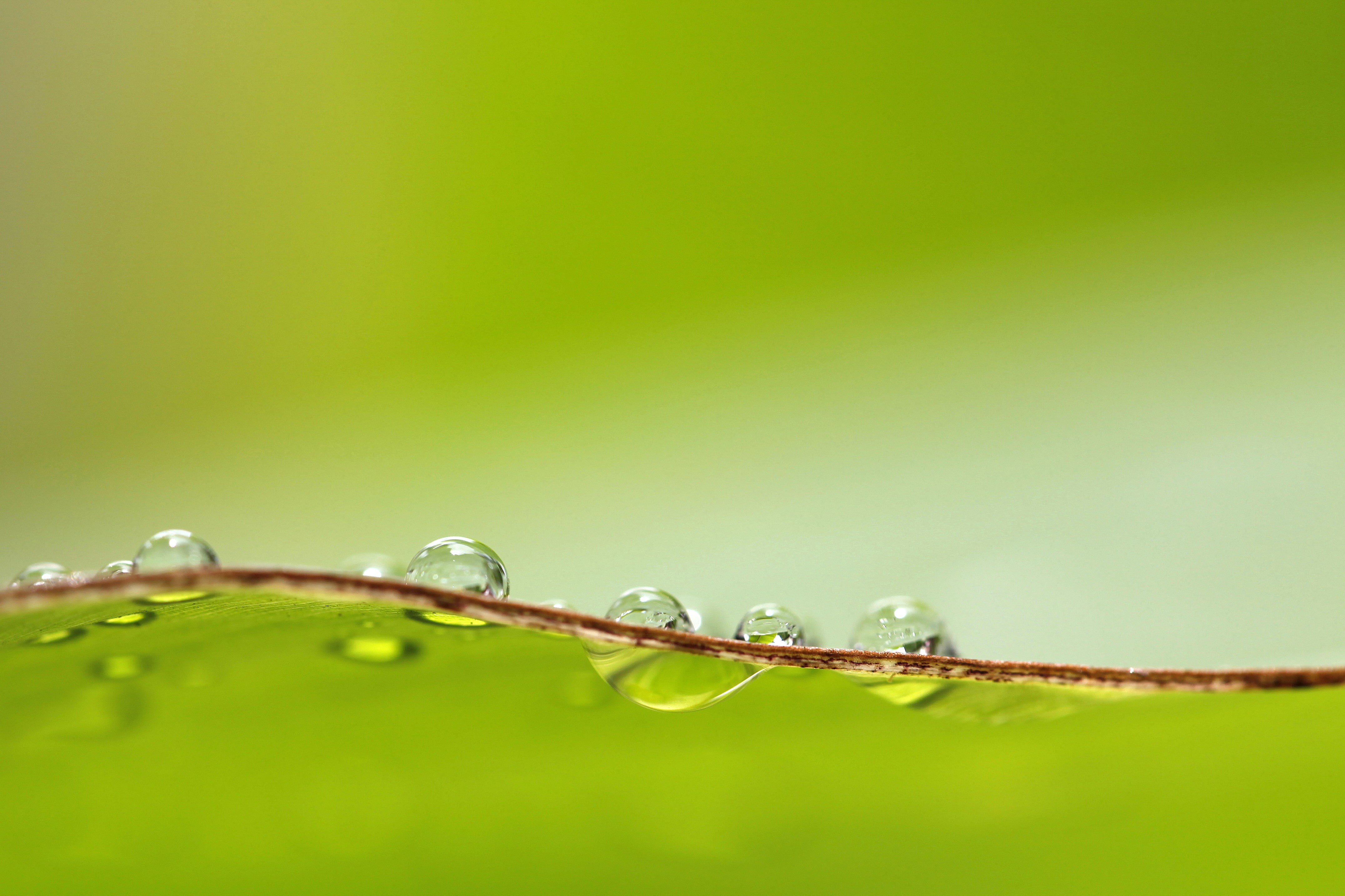 nature, droplets, green, liquid, blur, photo, raindrop, wet, plant, drops, freshness, delicate, 4K, macro, rain, drop, water, transparent, dew, abstract, HD Wallpaper