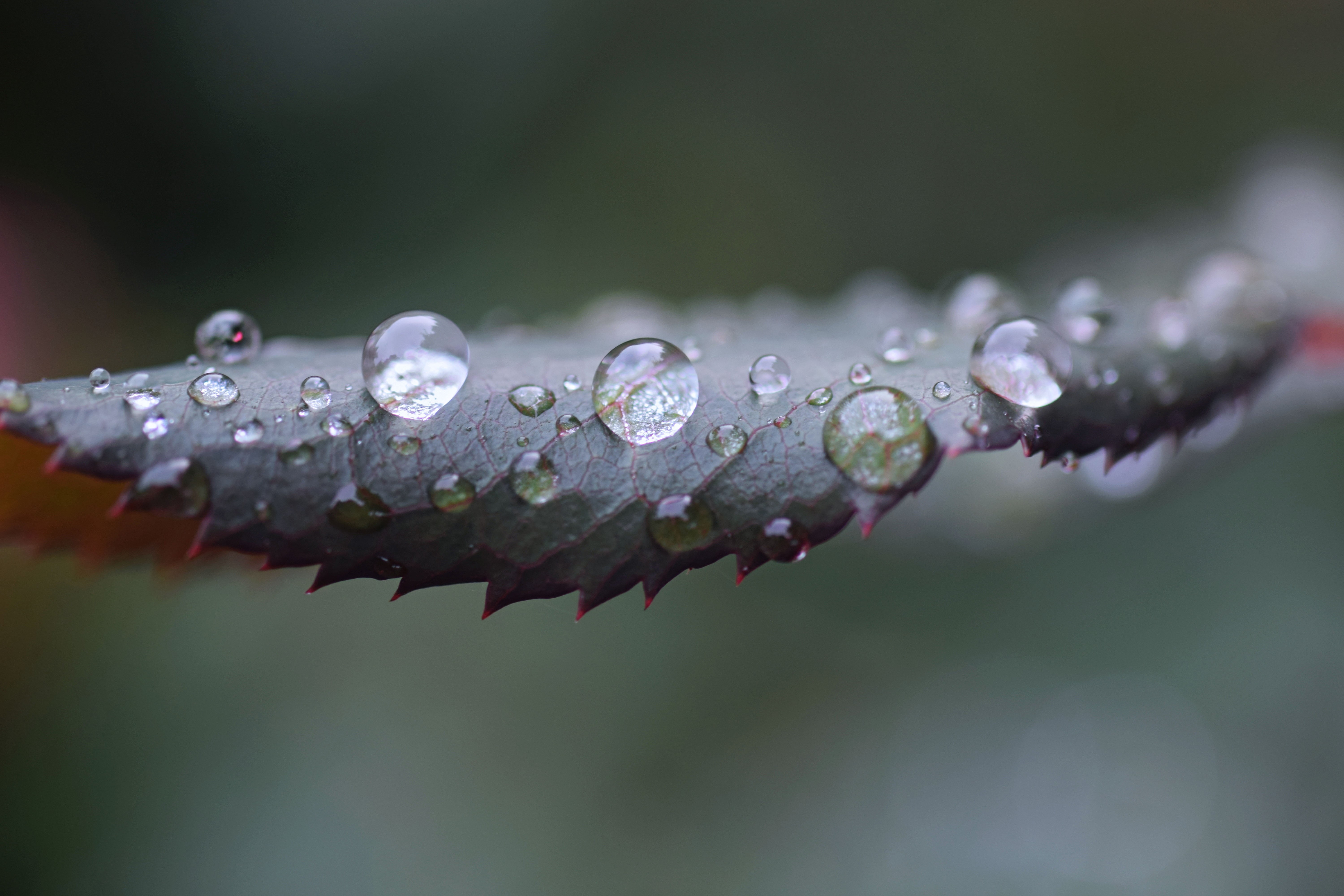 5K, rain, raindrop, nature, drop, freshness, leaf, shallow, macro, water, plant, dew, focus, green Color, close-up, photography, wet, HD Wallpaper