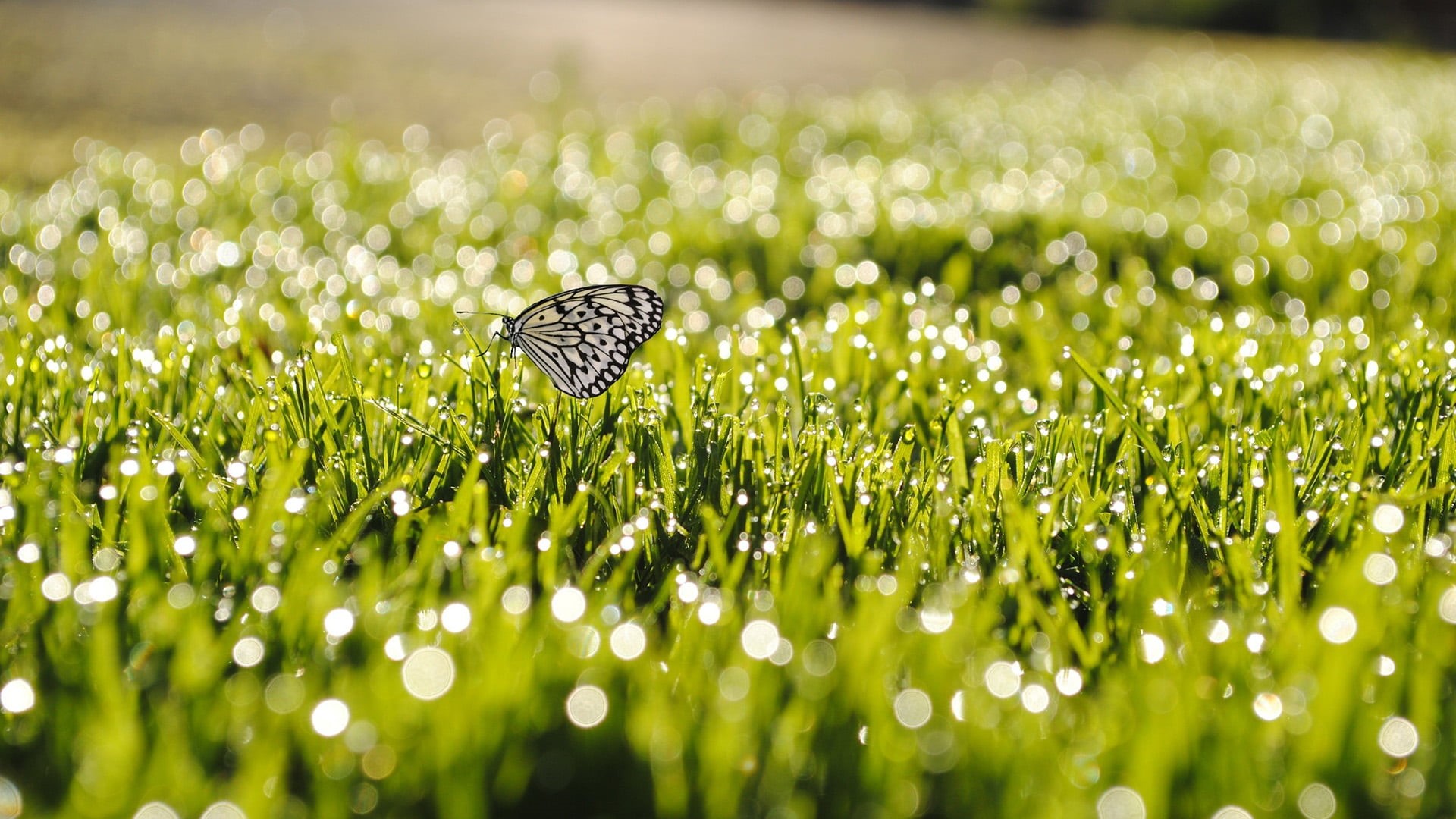 growth, raindrop, drop, field, closeup, light, digital, flora, green color, clean, natural, 1080P, selective focus, morning, weevil, leaf, insect, reflection, HD Wallpaper