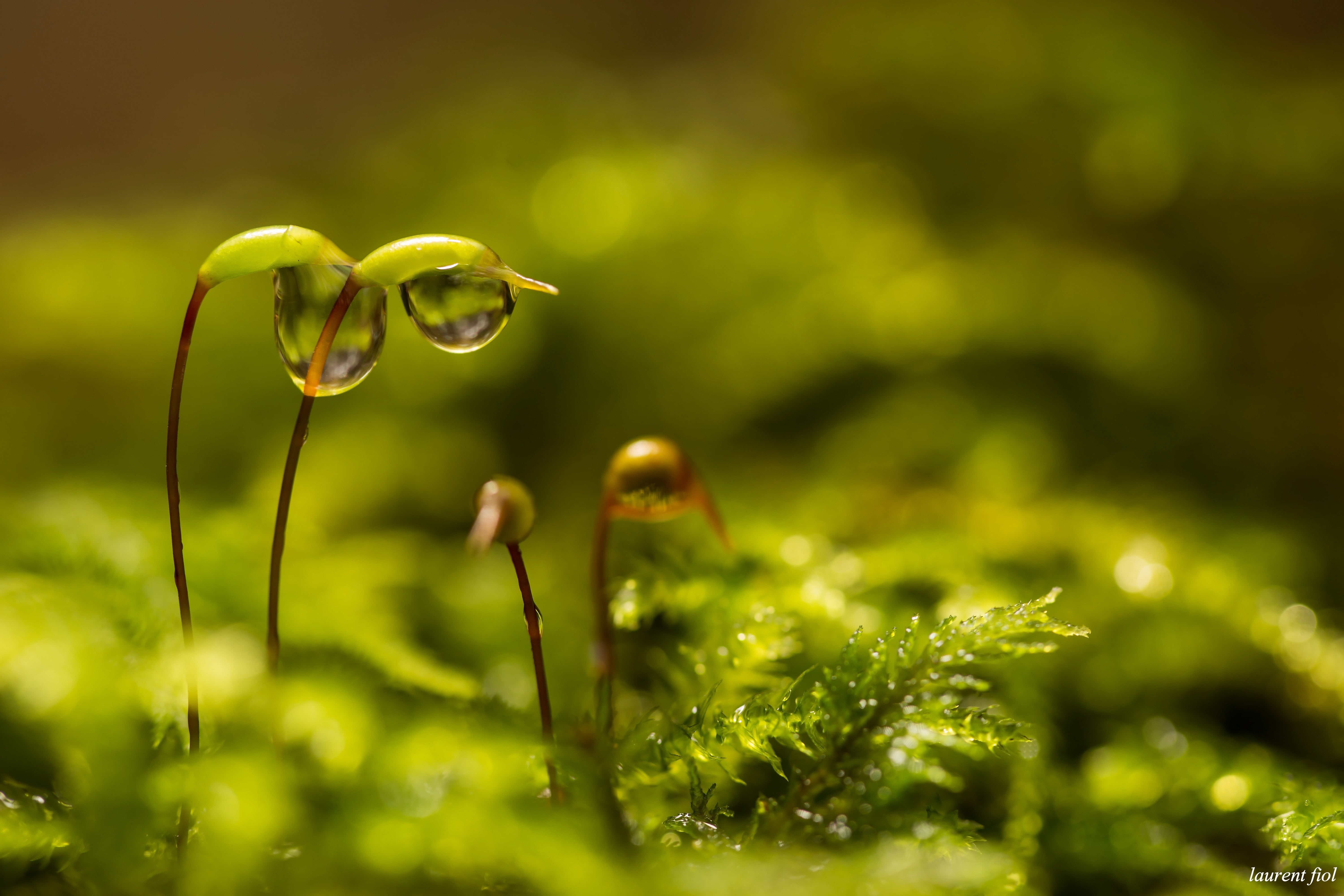 summer, growth, leaf, green Color, dew, close-up, springtime, freshness, photography, plant, nature, 5K, green, drops, drop, macro, HD Wallpaper