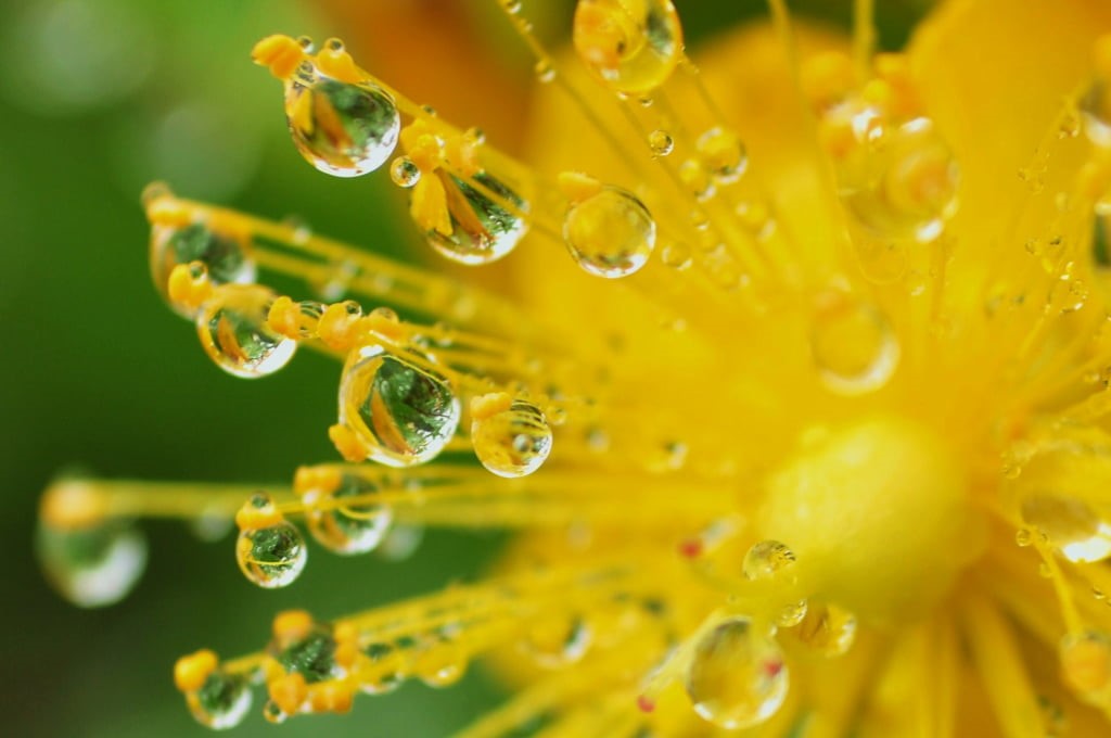 leaf, photography, green Color, raindrop, flower, freshness, focus, drops, summer, 480P, shallow focus, water, nature, fantasy, macro, dew, plant, shallow, HD Wallpaper