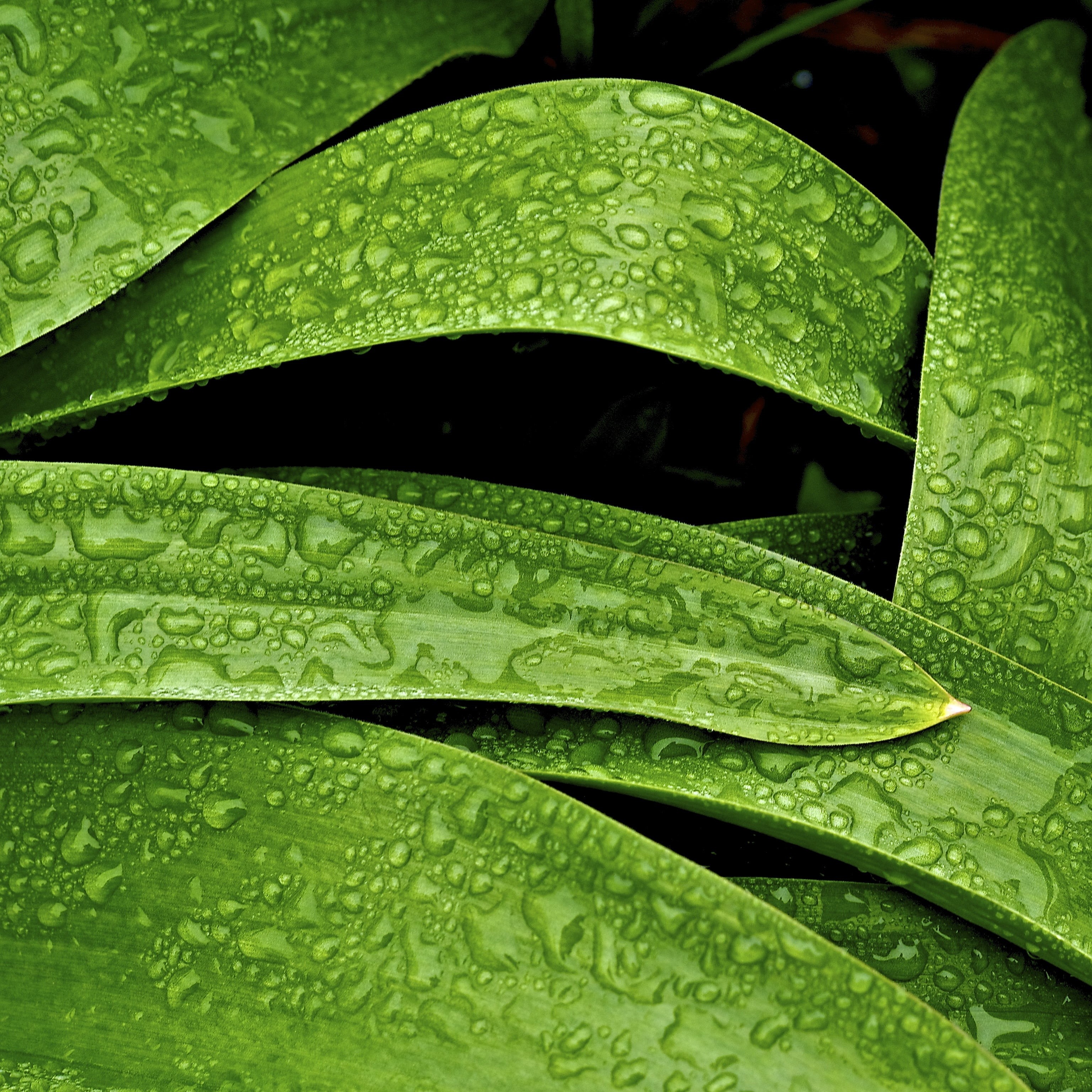 leaves, freshness, abstract, leaf, green Color, plant leaves, wet, drop, macro, 2K, lines, water, spring, green, close-up, dewdrops, plant, pattern, minneapolis, Phone HD Wallpaper