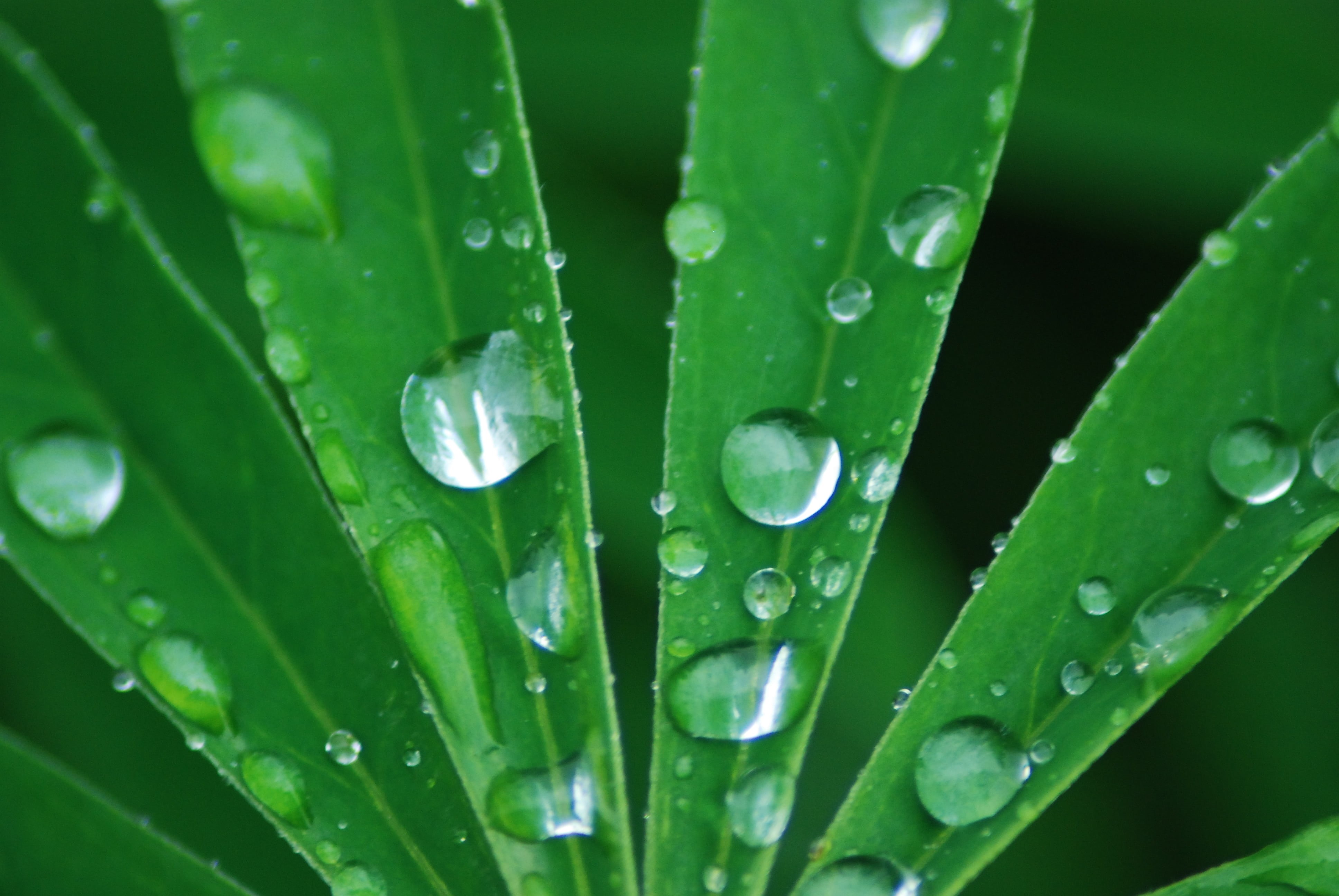 green Color, droplets, water, wet, abstract, environment, 4K, dew, leaves, raindrop, summer, green, leaf, rain, water droplets, green leaves, natuur, macro, HD Wallpaper