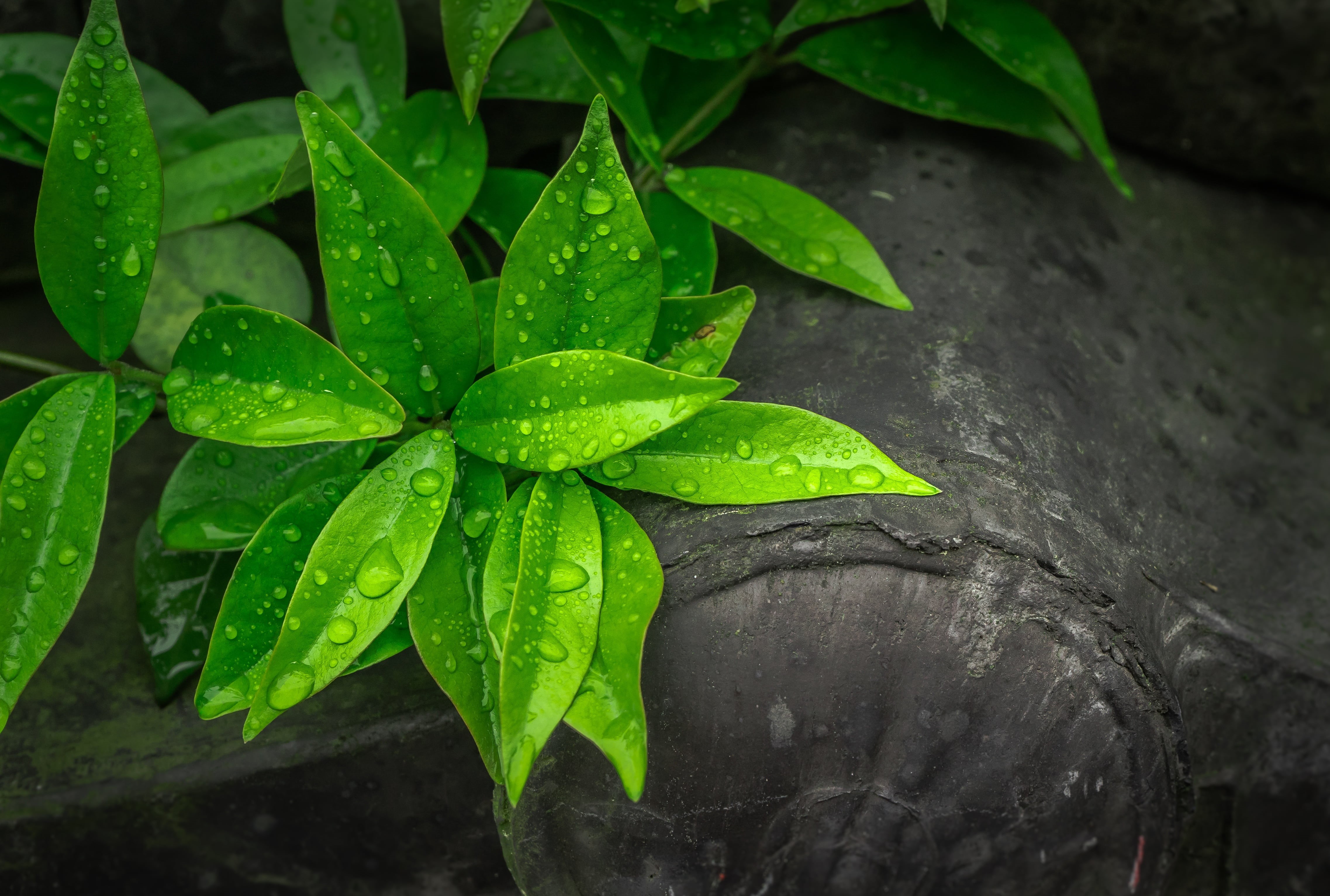raindrop, water, plant, roof tile, abstract, focus on foreground, leafed, spring, green color, nature, growth, hwalyeob, wet, close-up, 4K, green, outdoors, HD Wallpaper
