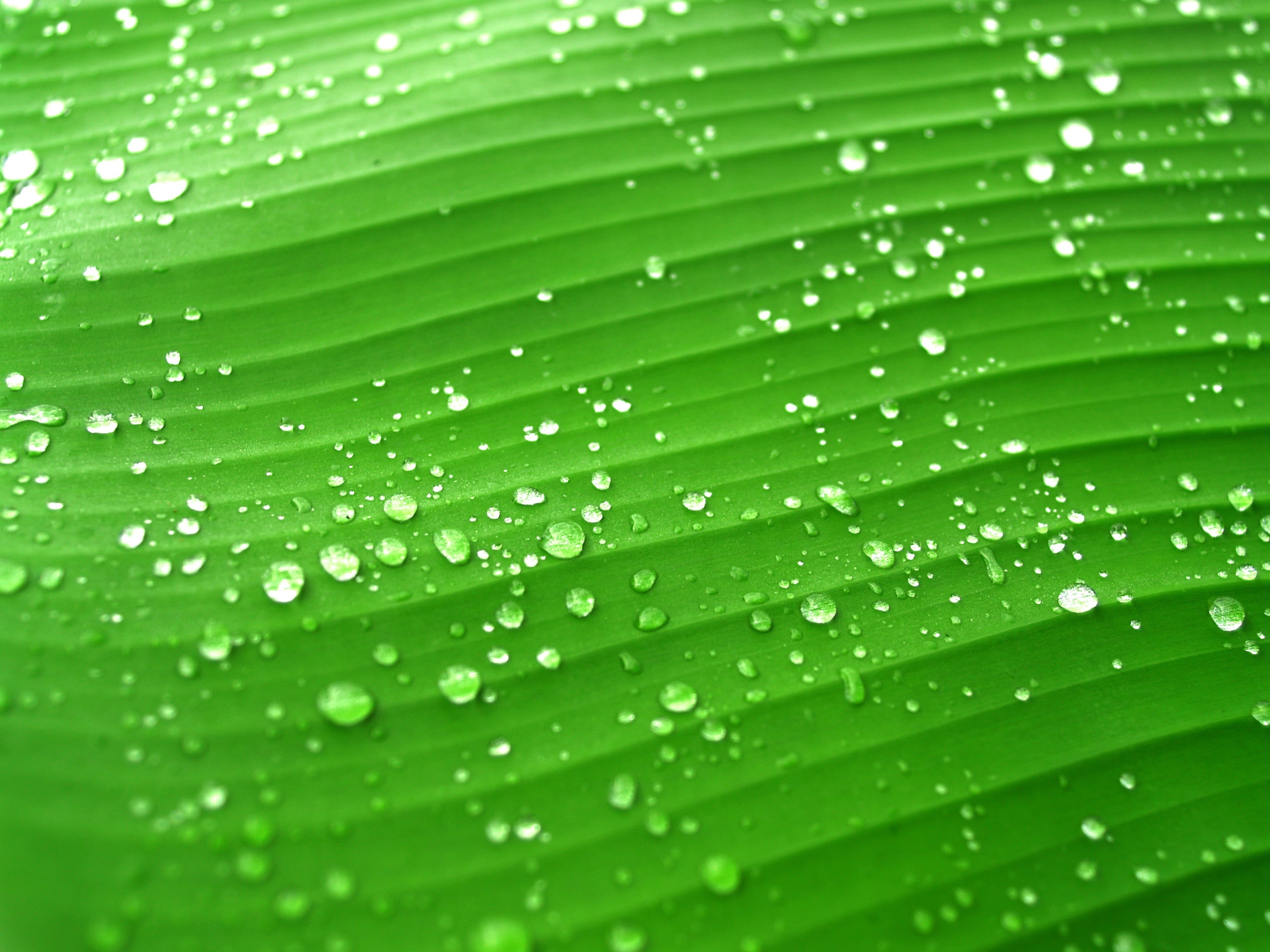 flora, pattern, small, macro, life, liquid, environment, circle, reflection, drops, water, abstract backgrounds, backgrounds, ornamental, close-up, morning, HD Wallpaper