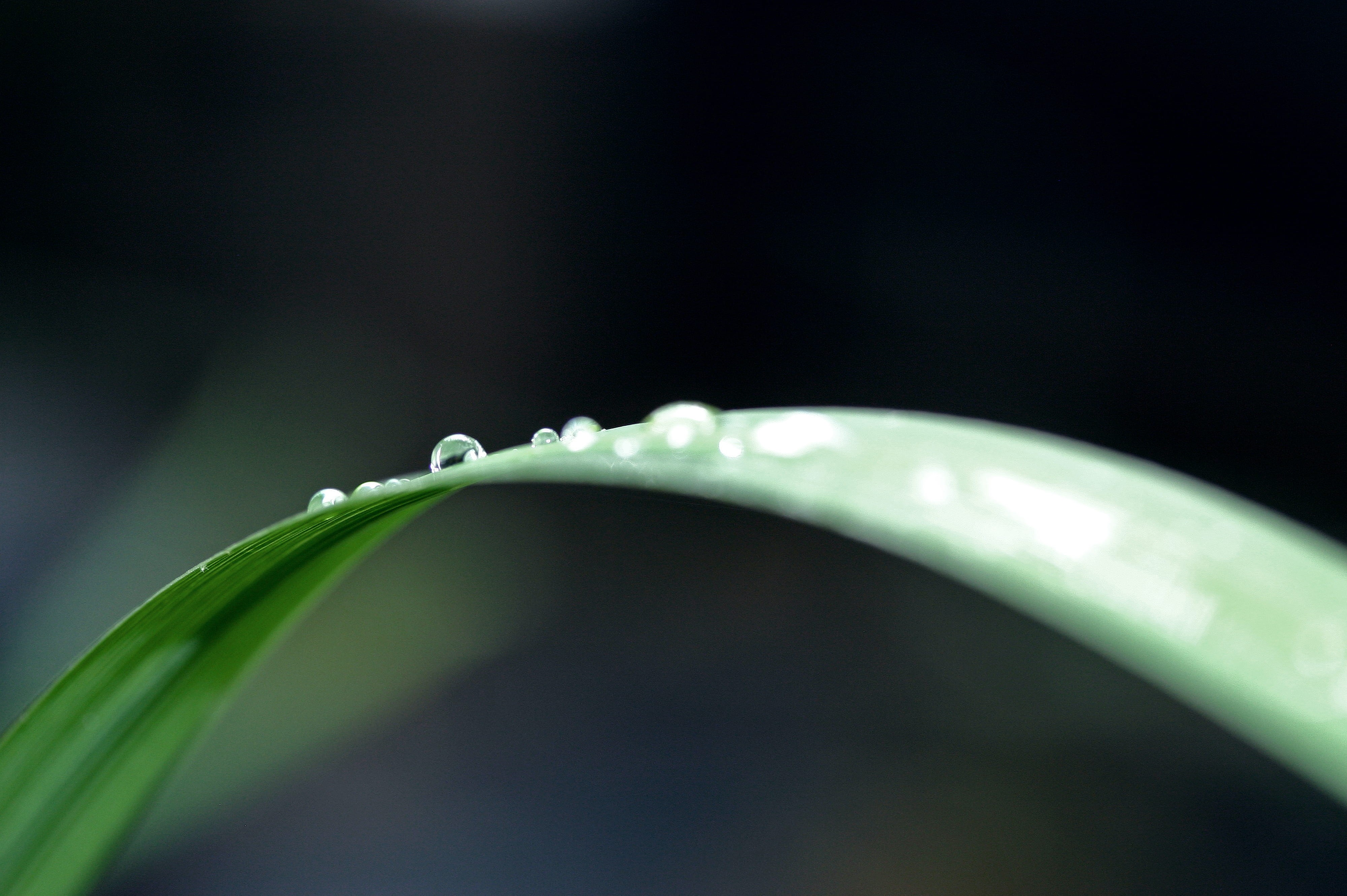 drops, droplets, beauty in nature, blade of grass, selective focus, blur, dew, garden, raindrops, 4K, no people, plant, green color, outdoors, green, light, HD Wallpaper