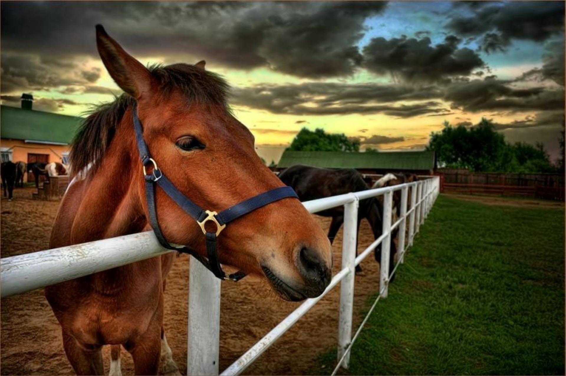 clouds, grass, fence, barn, pasture, trees, horse, contemplating, horses, 1080P, brown, animals, HD Wallpaper