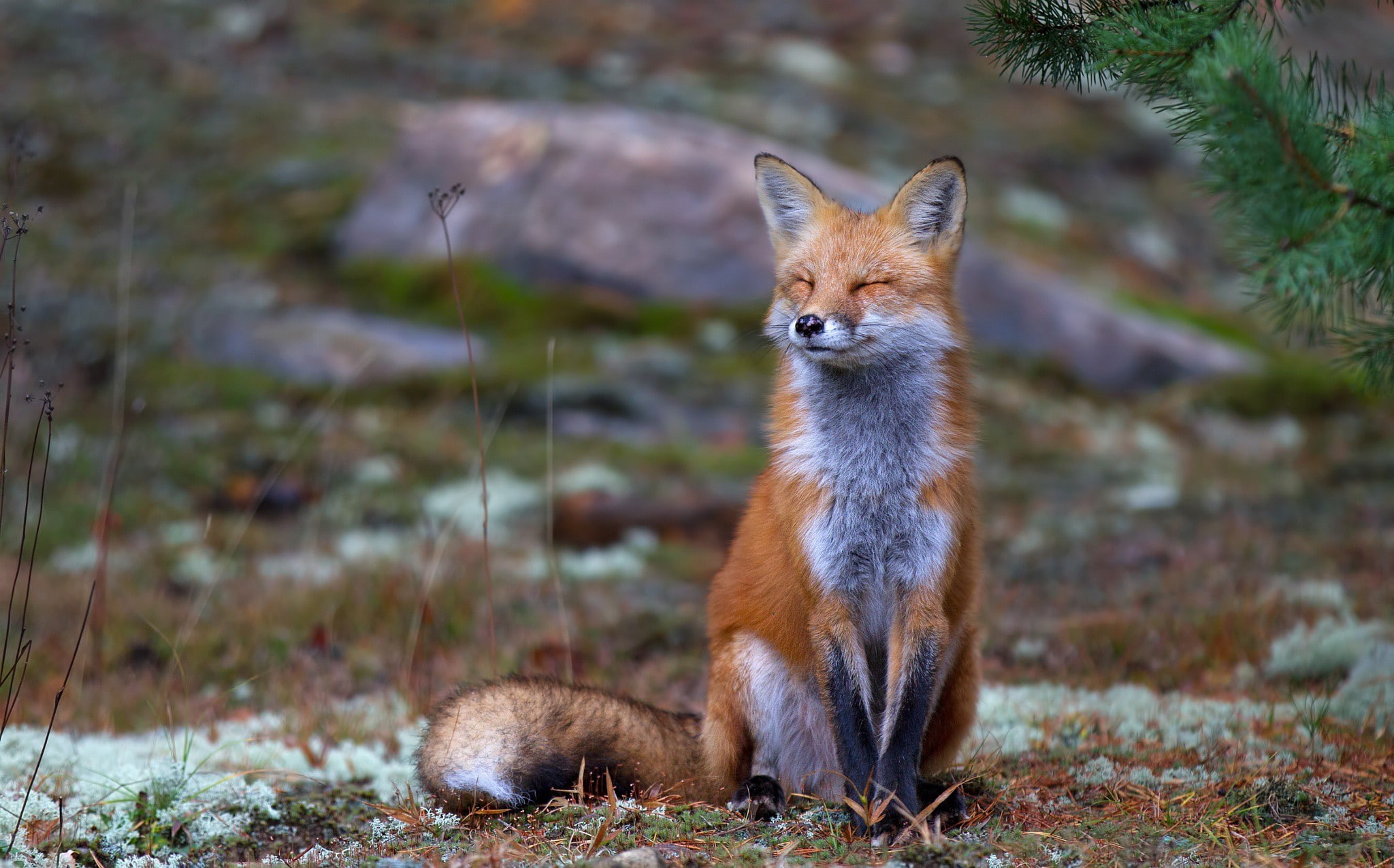 algonguin park, red fox, red, park, zen, wildlife, contemplating, fox, forest, Nature, 1080P, algonguin, HD Wallpaper