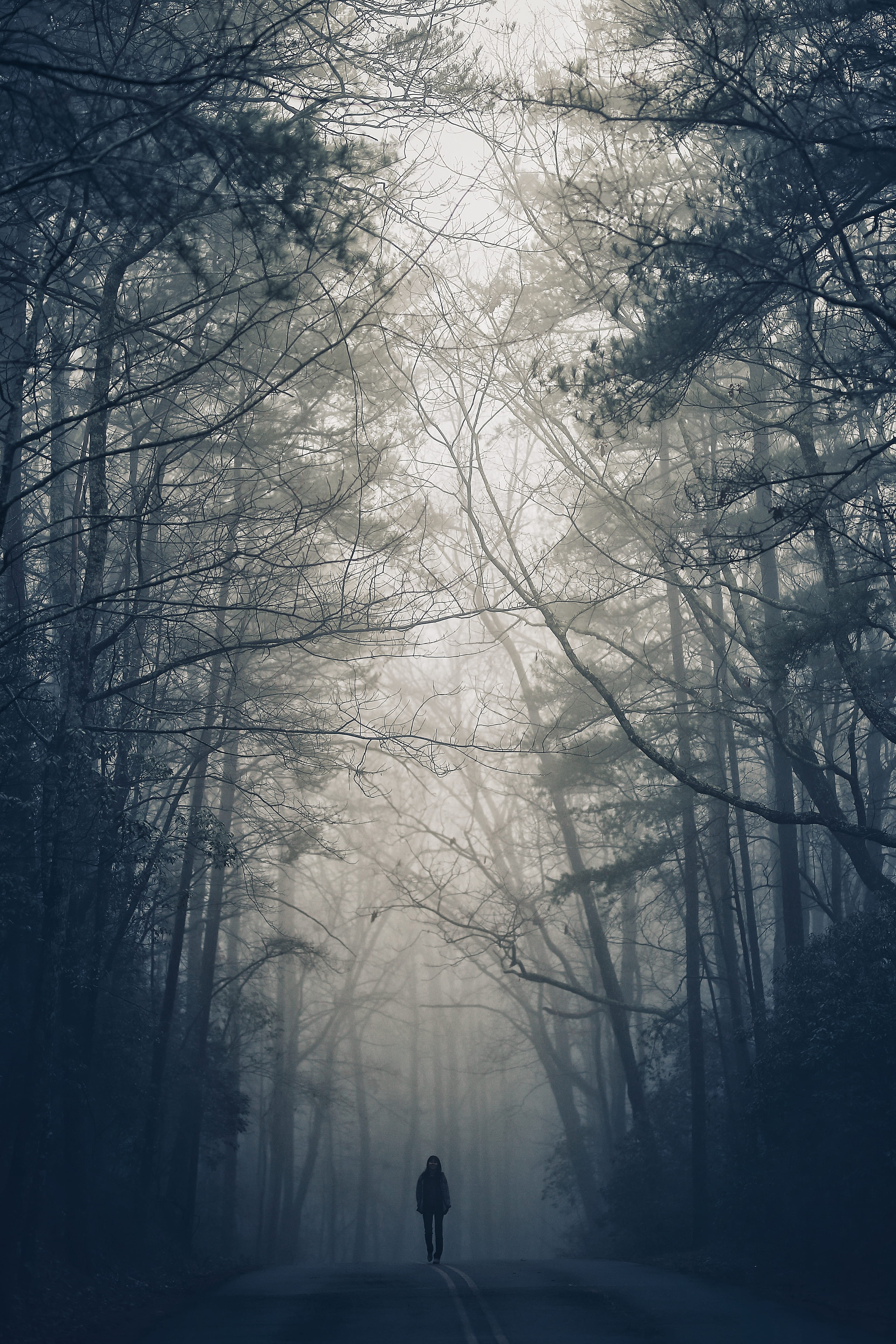 quiet, spooky, person, loneliness, mist, woodland, winter, noontime, scenics, horror, silhouette, forest, footpath, nature, 4K, men, scary, season, tree, Phone HD Wallpaper