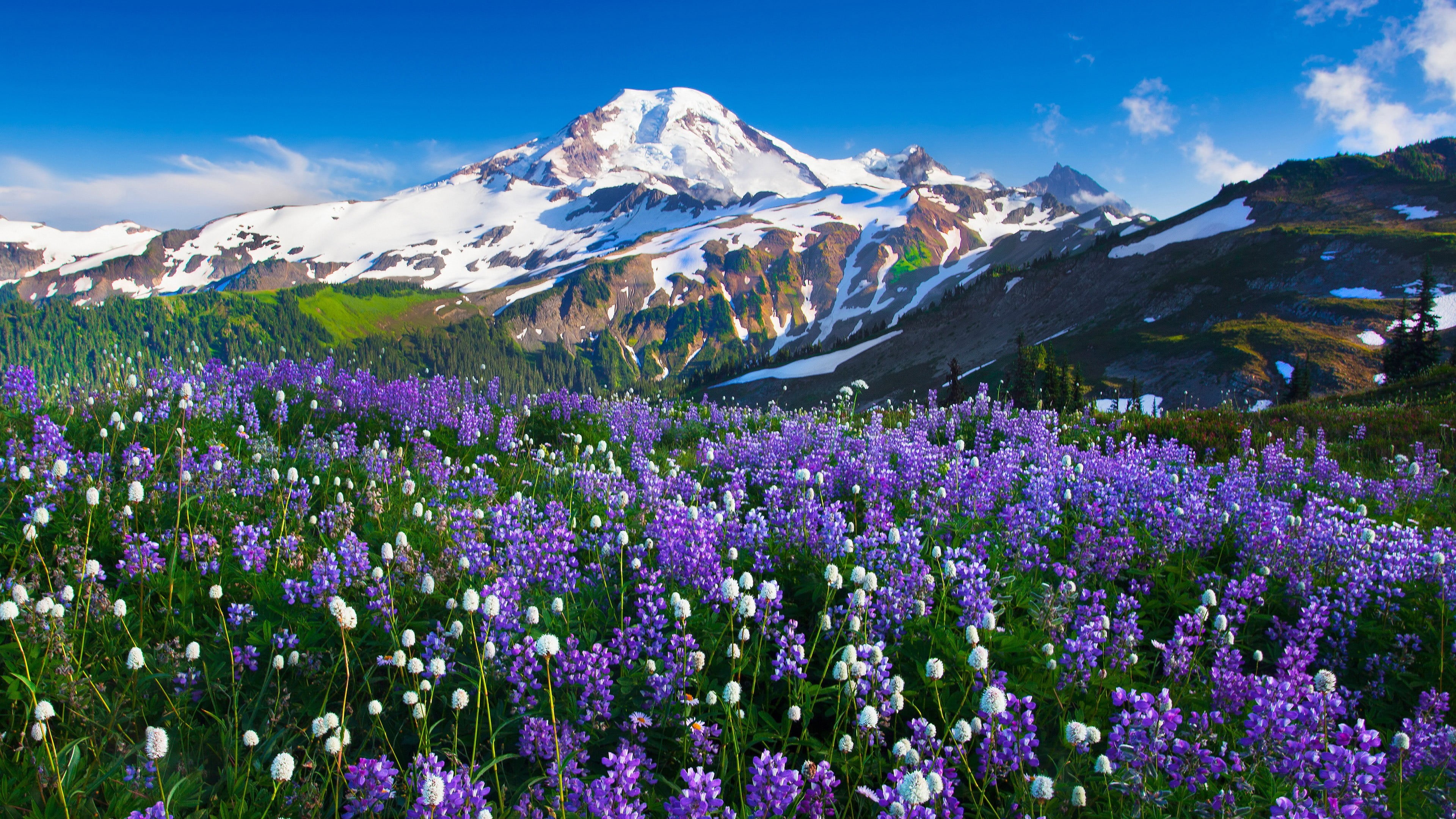 cold temperature, cloud - sky, plant, mountain peak, sky, winter, snow, growth, nature, beauty in nature, purple, no people, flowering plant, tranquil scene, HD Wallpaper