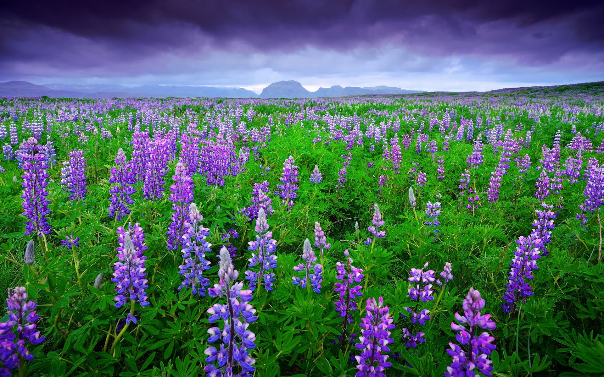 Summer, Flowers, Fields, Purple, Sky, 1080P, Clouds, Mountains, Lavender, Iceland, HD Wallpaper