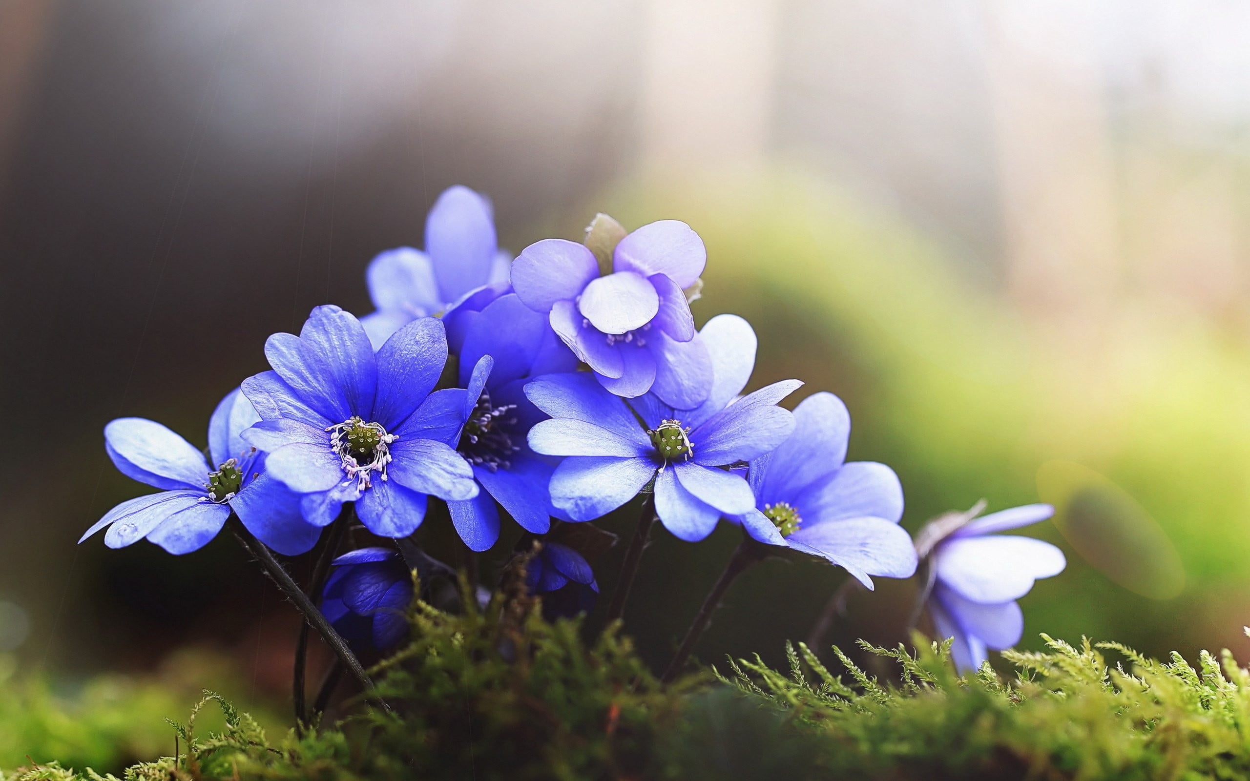 nature, flowerbed, day, petal, springtime, focus on foreground, 2K, plant, flower head, close-up, blue, freshness, no people, flowers, sunlight, blue flowers, HD Wallpaper