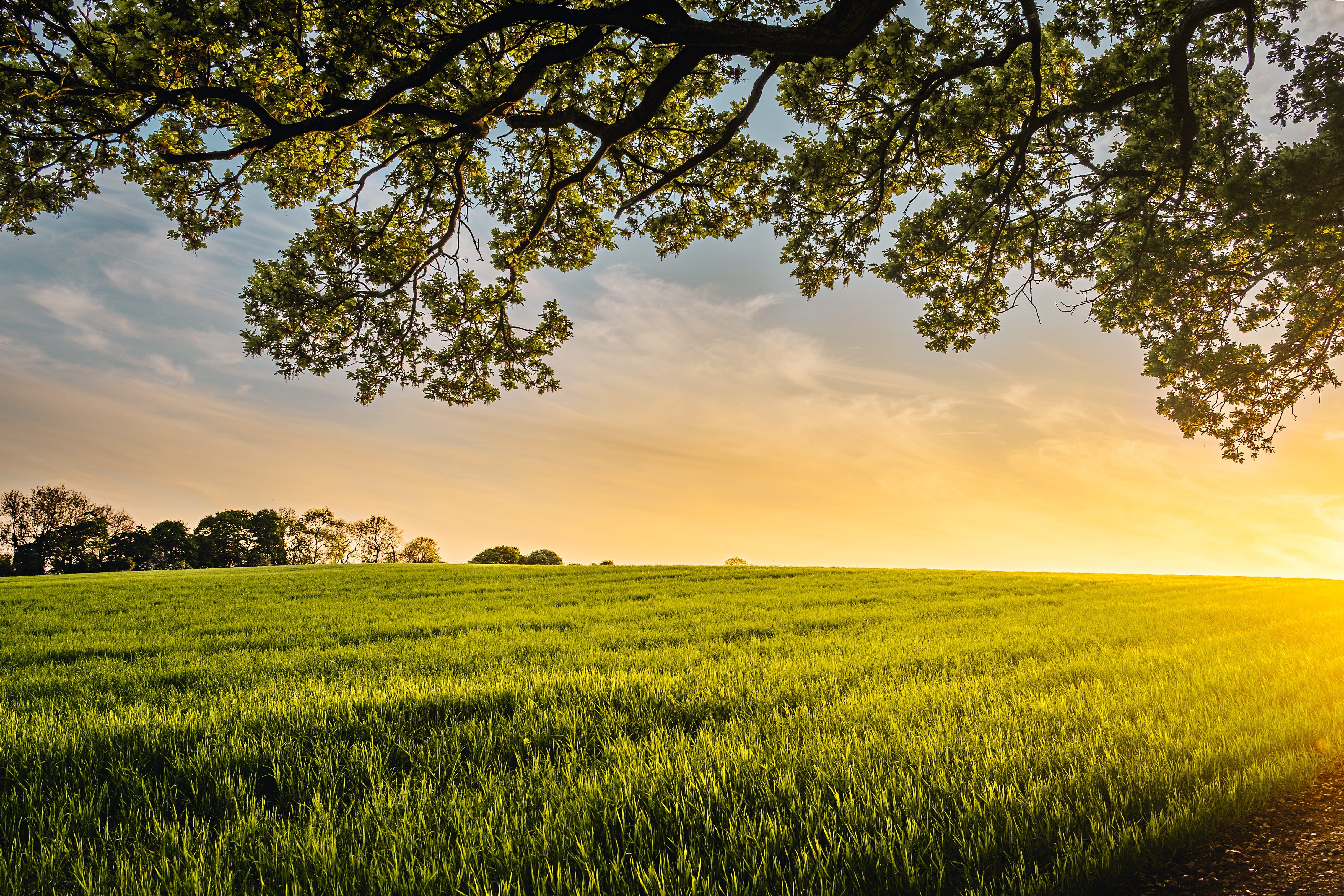 scenics, agriculture, meadow, landscaped, blue, rural Scene, photography, yellow, horizon Over Land, season, plant, cloud - Sky, grass, no People, scenics - nature, HD Wallpaper