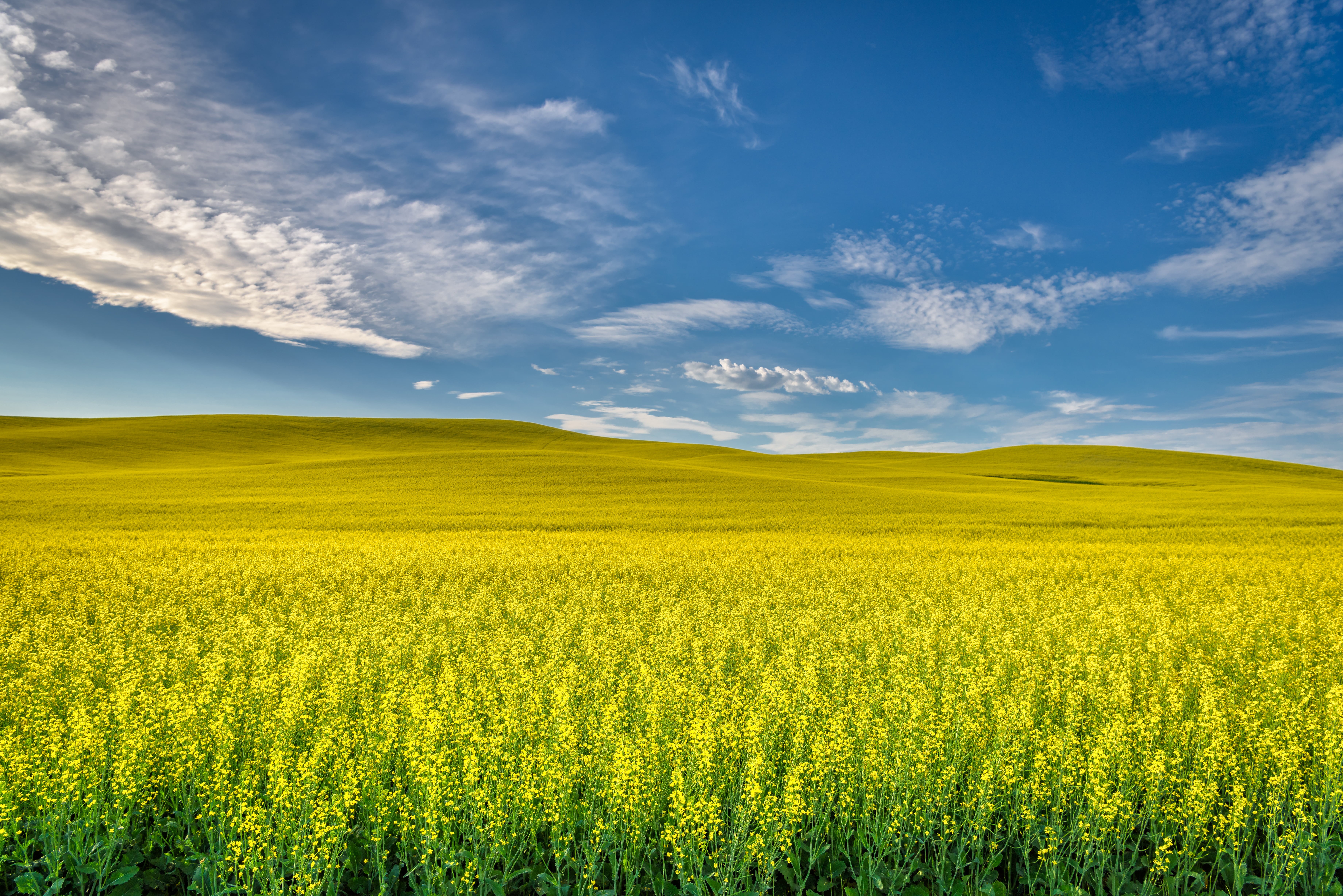 palouse, Washington State, oilseed Rape, daytime, landscape, Eastern Washington, washington, Washington, plant, Palouse, landscaped, rural Scene, plants, HD Wallpaper