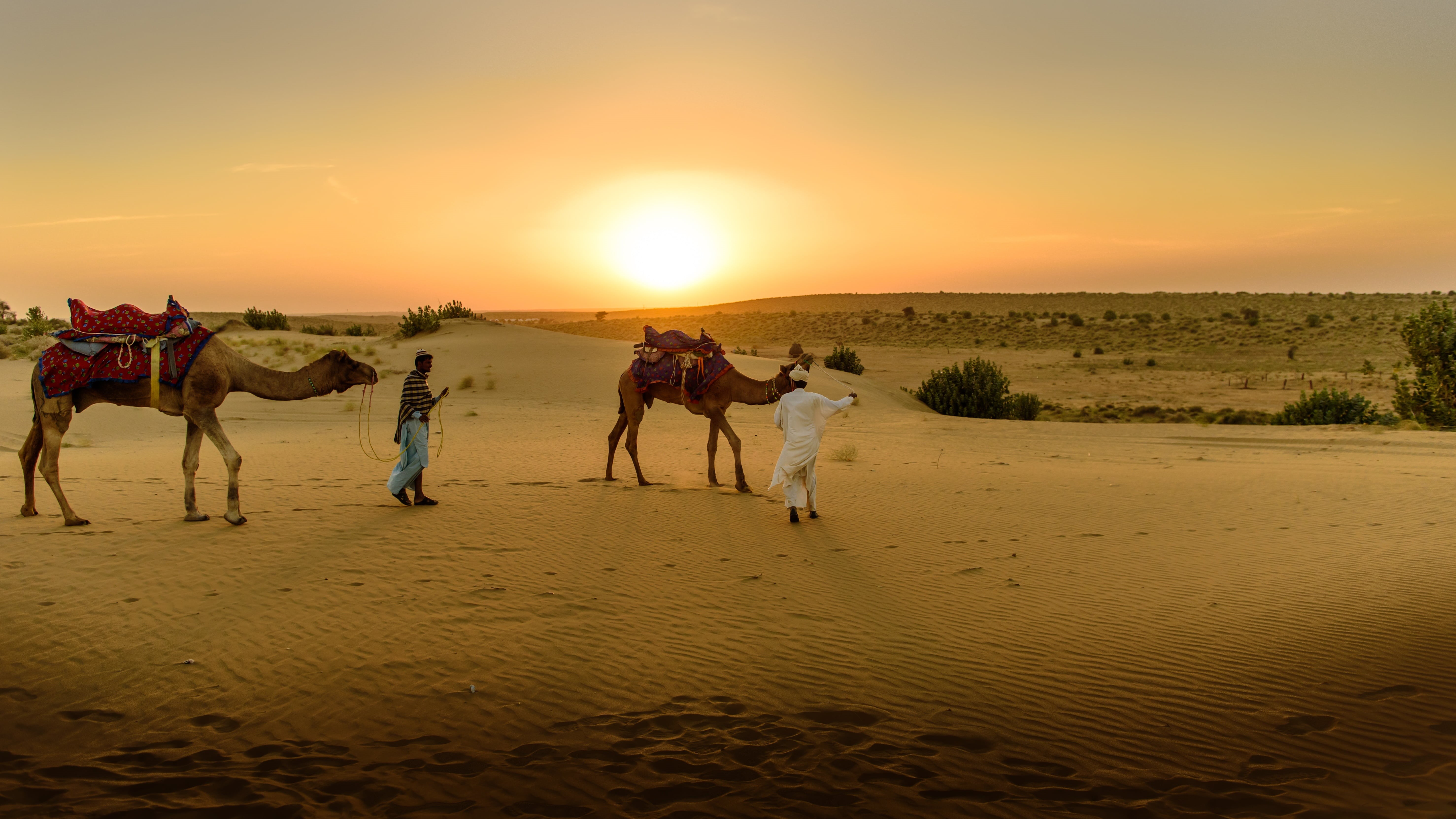 convoy, animal themes, camel Train, domestic, travel Destinations, 5K, camel, nature, animal, desert, pets, bedouin, scenics - nature, sun, working animal, HD Wallpaper