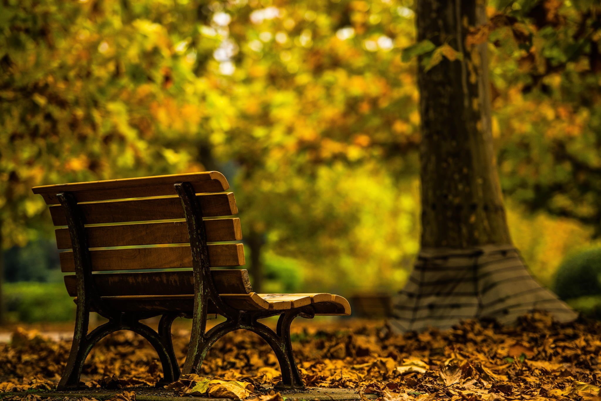 leaf, fall, plant, day, 1080P, change, autumn, bench, no people, land, brown, park - man made space, park, alone, absence, empty, nature, wooden, focus on foreground, HD Wallpaper