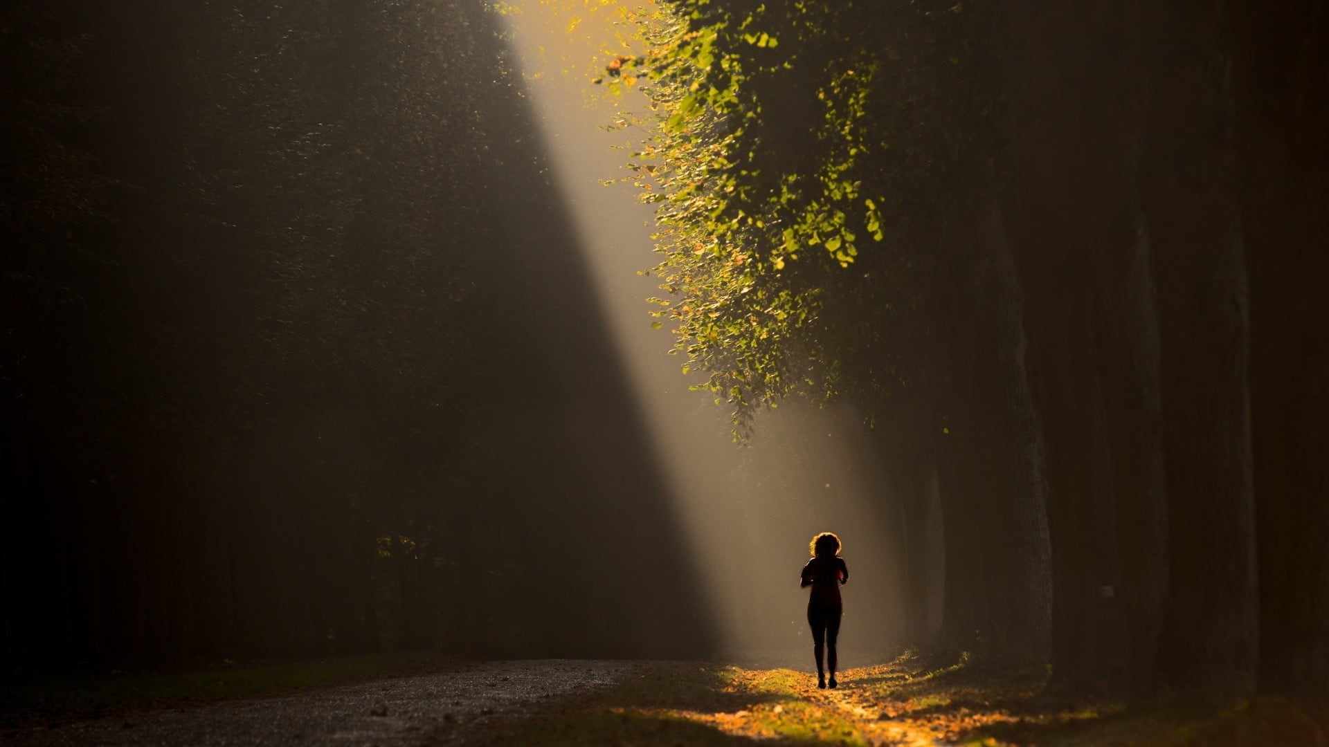 standing, leaves, trees, night, path, sunlight, solitude, tranquility, summer, adult, green, beauty In Nature, back Lit, silhouette, landscape, rear view, HD Wallpaper