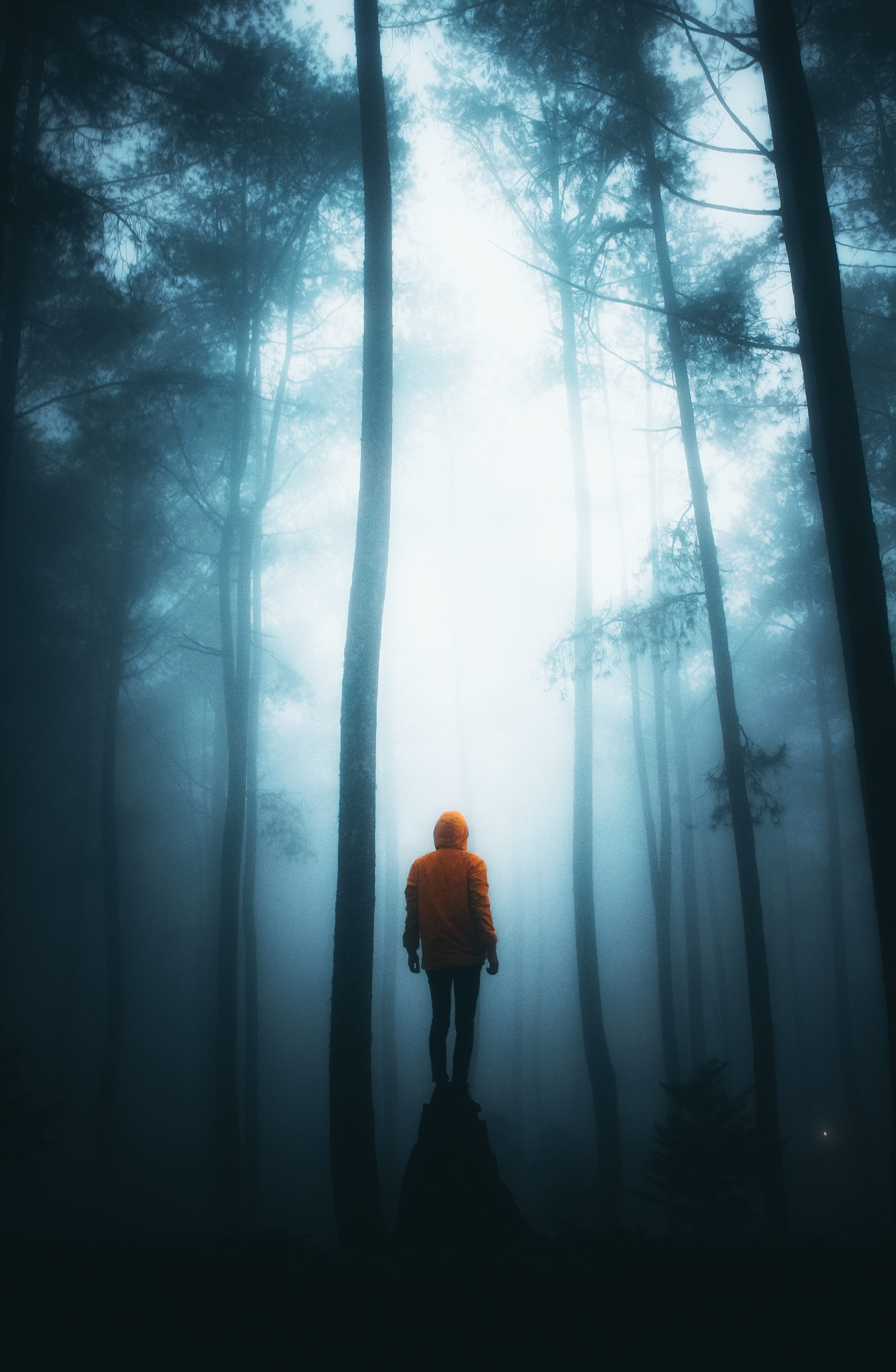 real people, 5K, forest, fog, hazy, misty landscape, woodland, scenery, morning, man, tree, orange coat, trees, misty, person, tree trunk, leisure activity, Phone HD Wallpaper