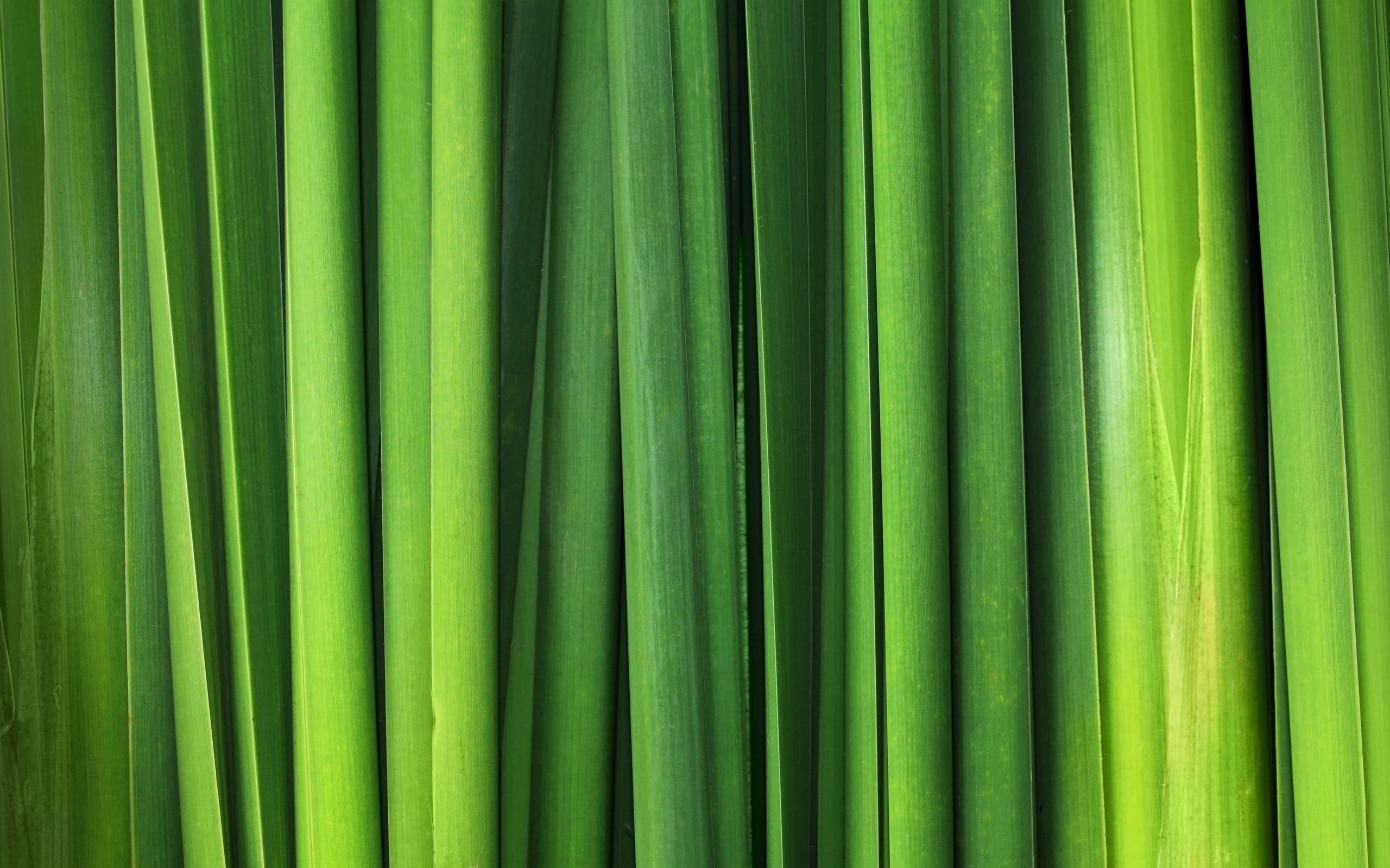 pattern, full frame, day, leaves, bamboo - plant, palm tree, tree, green, green color, beauty in nature, plant part, growth, palm leaf, 2K, textured, curtain, HD Wallpaper
