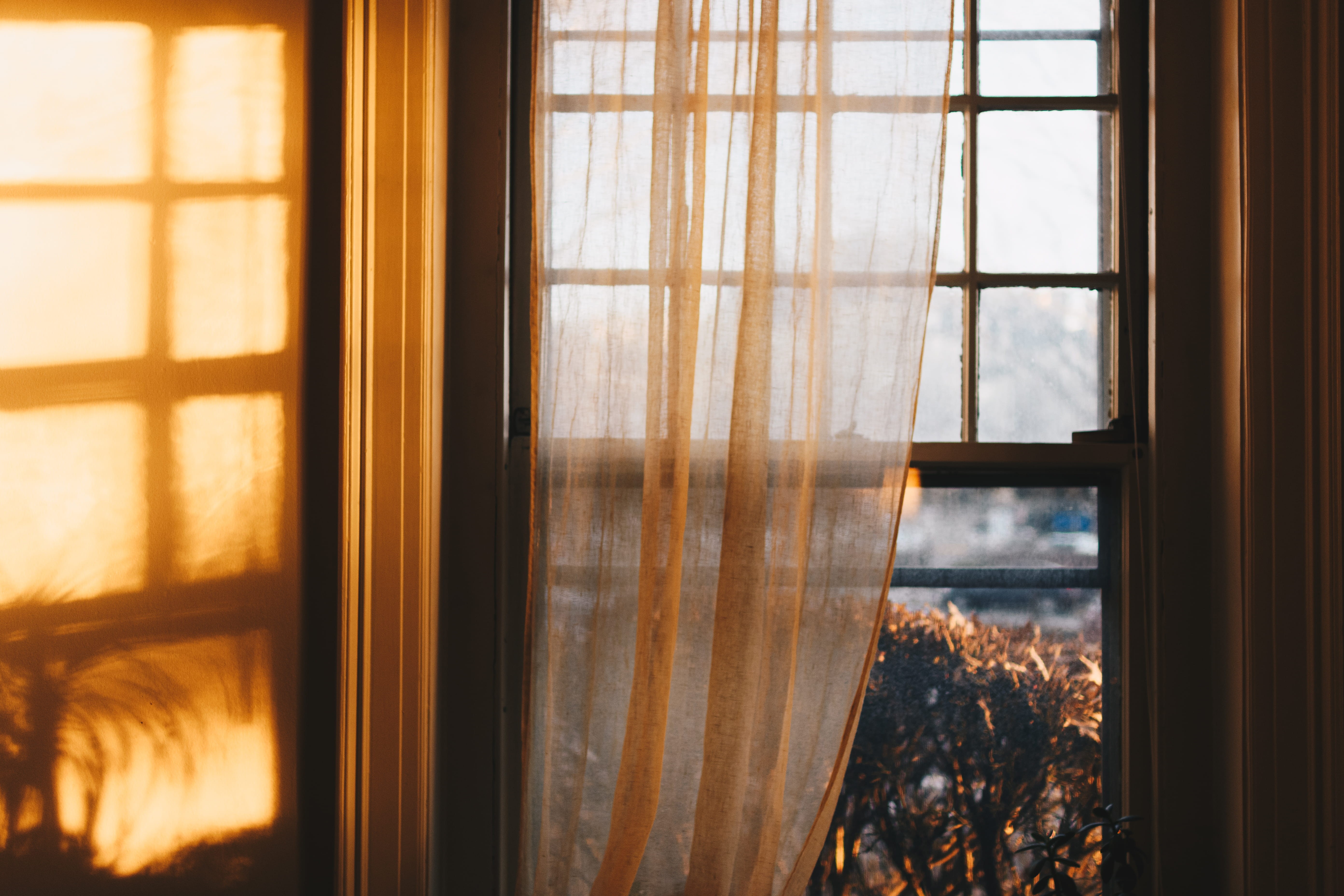 house, direct, glass - material, domestic room, home, tree, shutter, plant, window, texture, bright, day, sky, transparent, sunlight, gauze, indoors, flare, HD Wallpaper