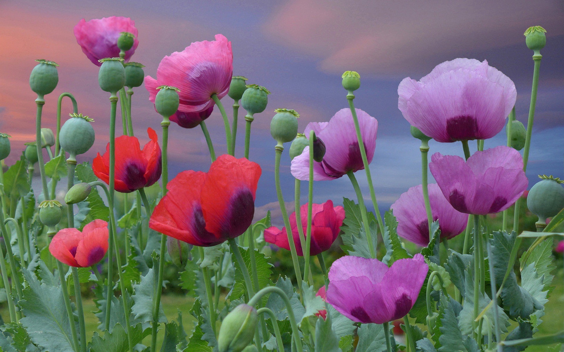 blooming, red, flowers, pink, blossom, purple, poppies, 1080P, HD Wallpaper